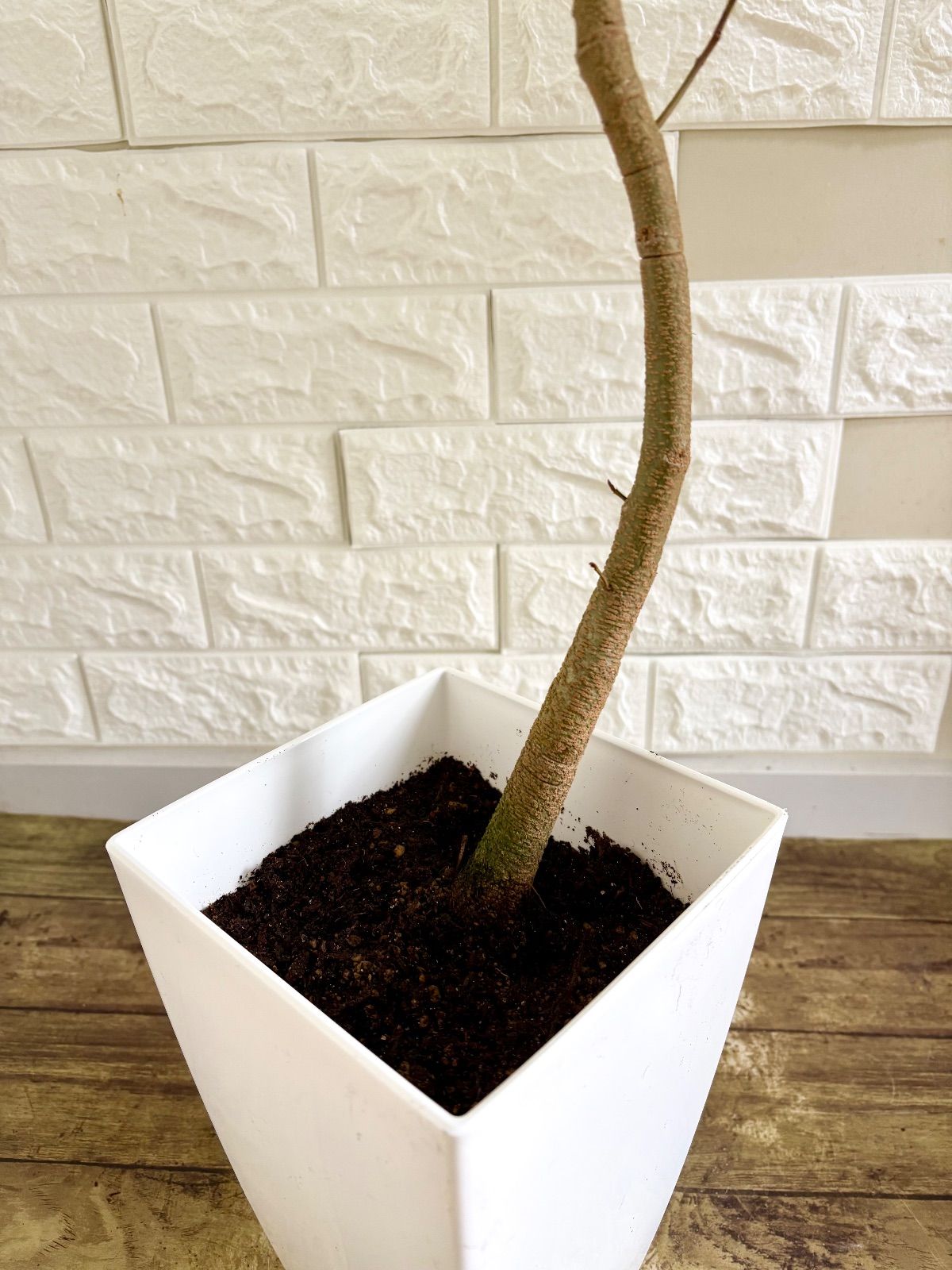 エバーフレッシュ⭐️曲がり 観葉植物 - メルカリ