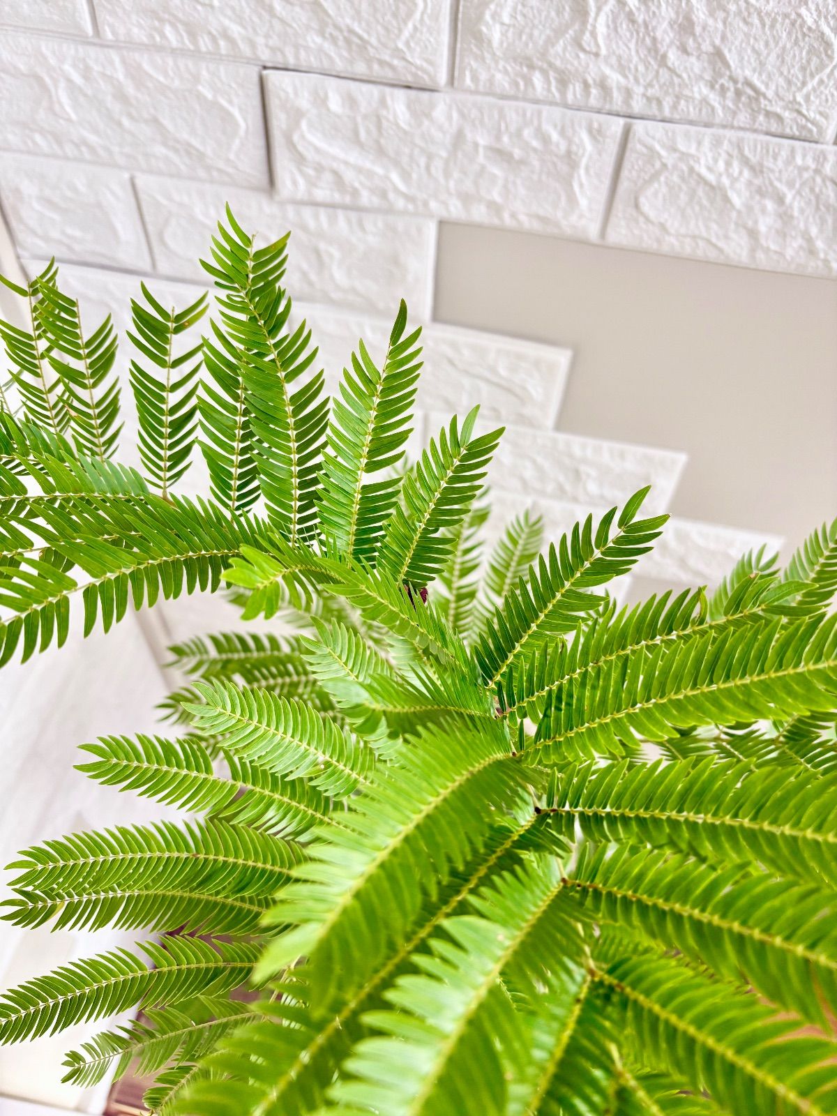 エバーフレッシュ⭐️曲がり 観葉植物 - メルカリ