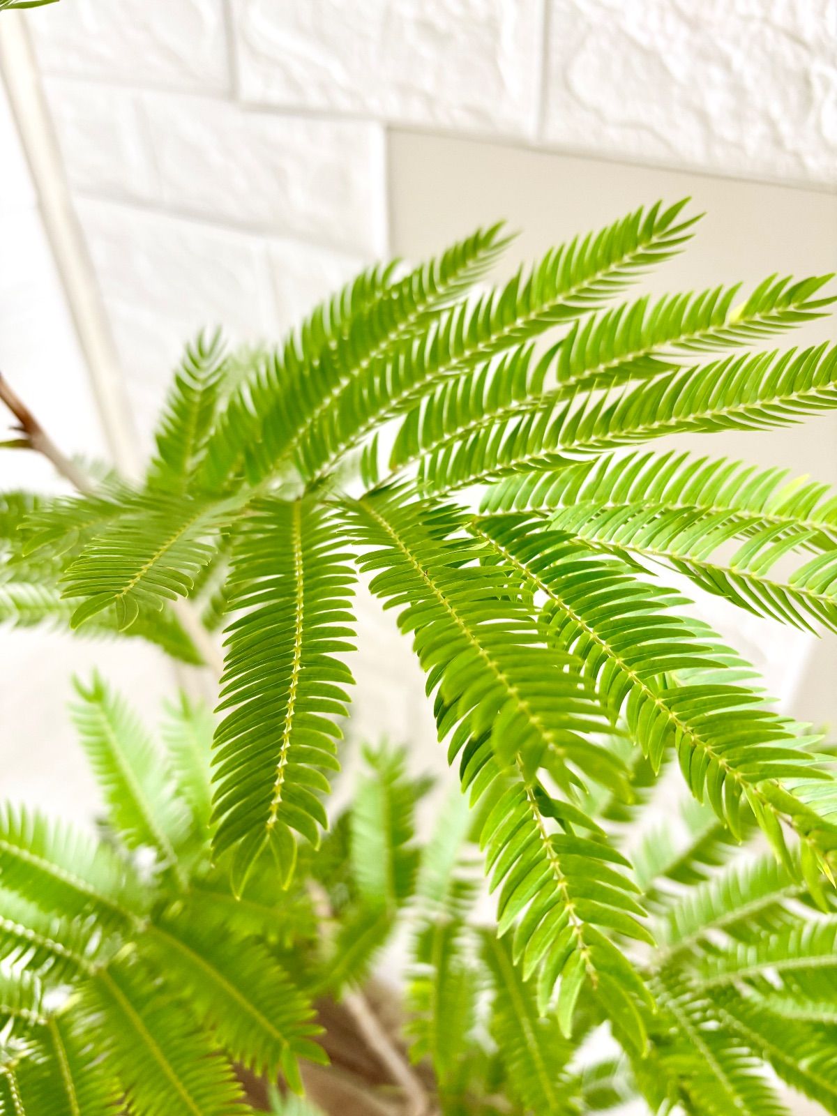 エバーフレッシュ⭐️曲がり 観葉植物 - メルカリ