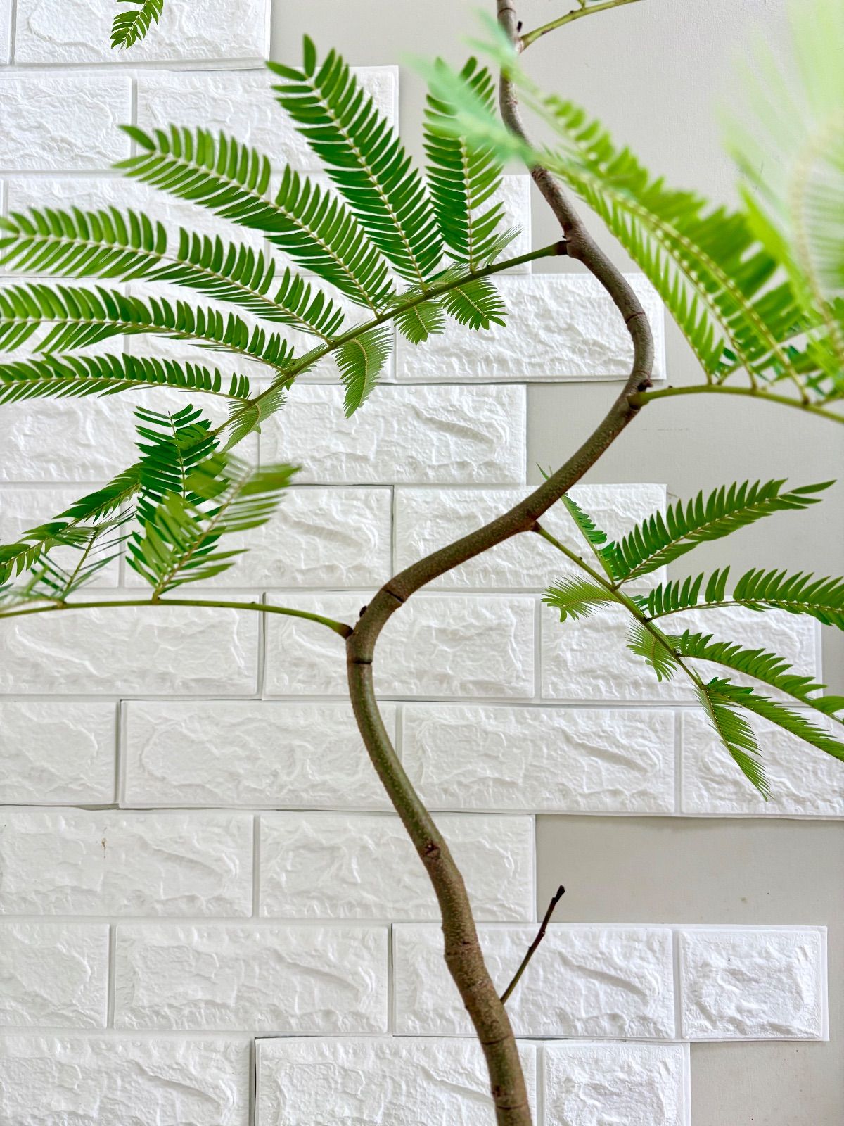 エバーフレッシュ⭐️曲がり 観葉植物 - メルカリ