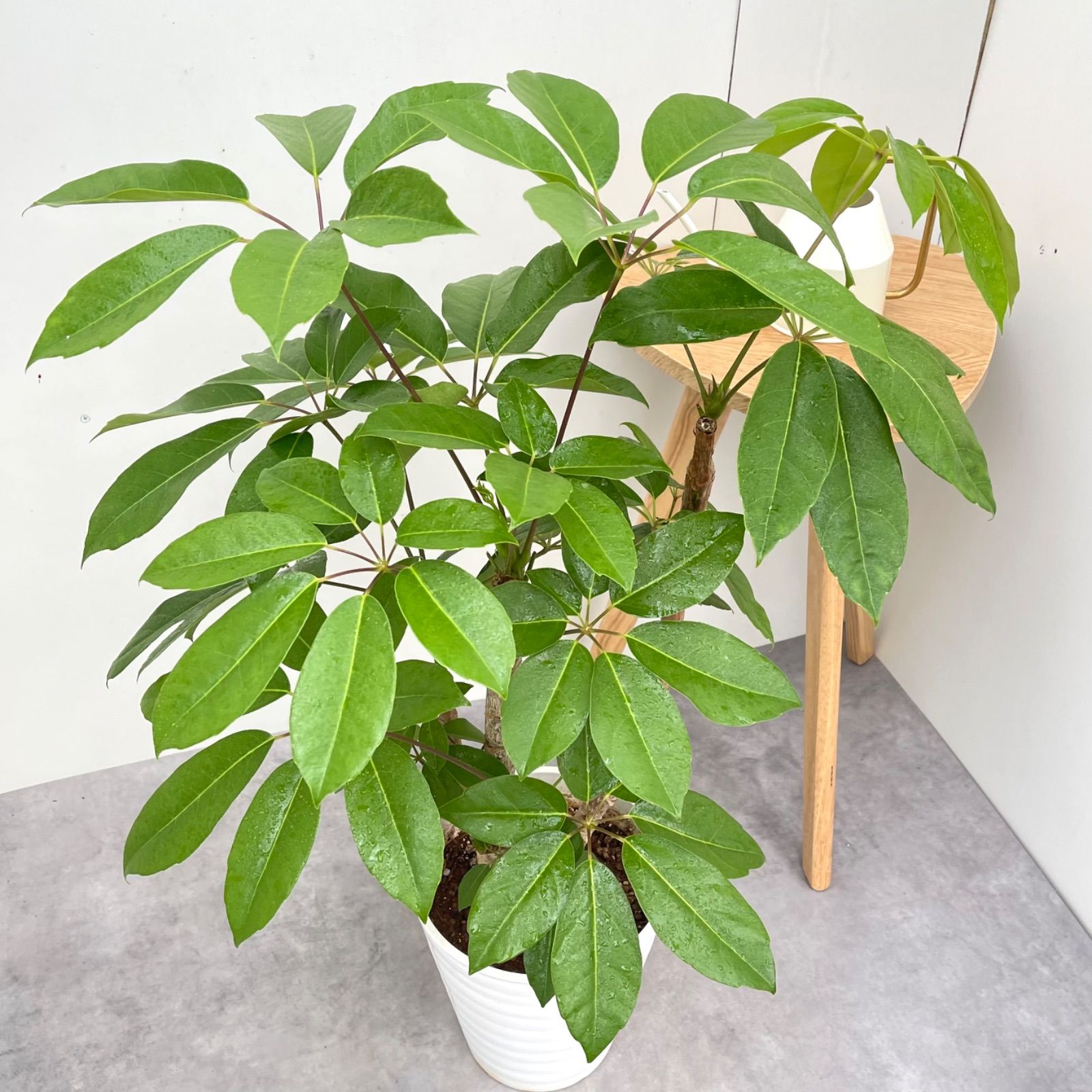 観葉植物　希少大型ブラッサイア　高さ１９０センチ 引取り歓迎　久喜市　配達可能 観葉植物 希少大型ブラッサイア 高さ190センチ 引取り歓迎 久喜市