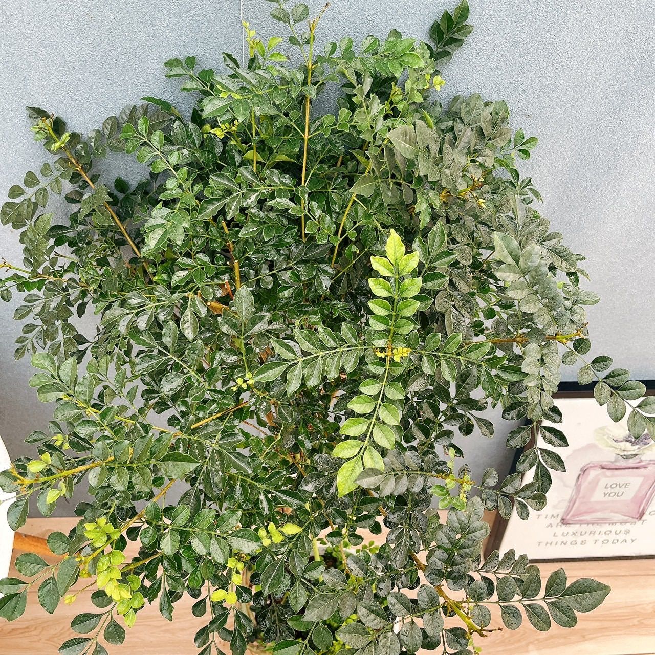 現品］2番 シマトネリコ 曲がり 8号 観葉植物 大型 屋外 ベランダ