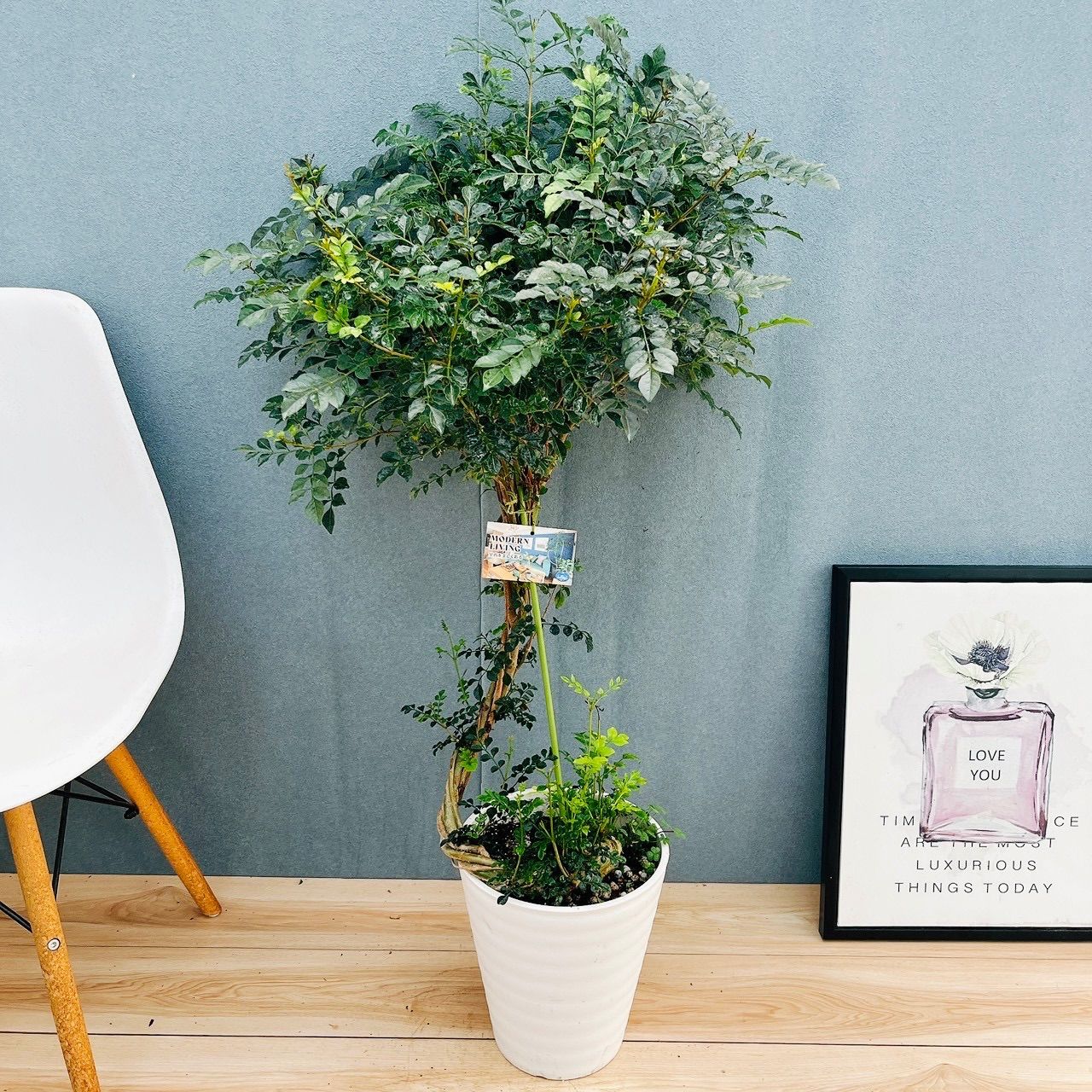 ［現品］10番　シマトネリコ　曲がり　8号　大型　屋外　ベランダ　おしゃれ 現品］2番 シマトネリコ 曲がり 8号 観葉植物 大型 屋外 ベランダ