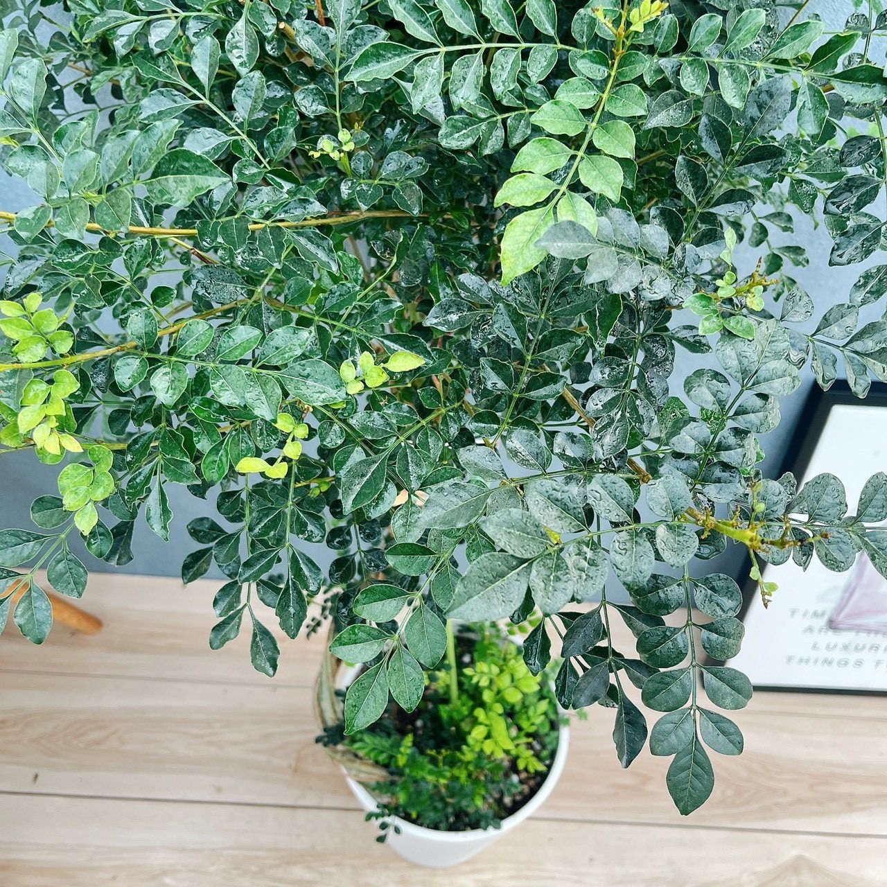 現品］2番 シマトネリコ 曲がり 8号 観葉植物 大型 屋外 ベランダ