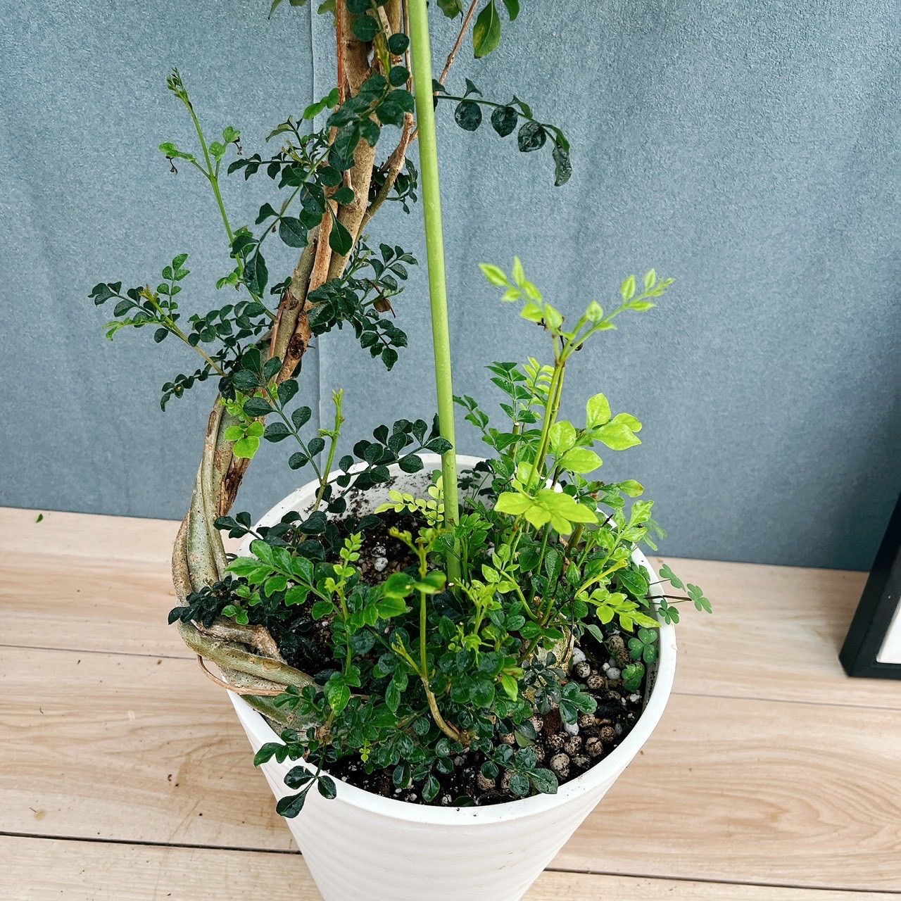 現品］2番 シマトネリコ 曲がり 8号 観葉植物 大型 屋外 ベランダ