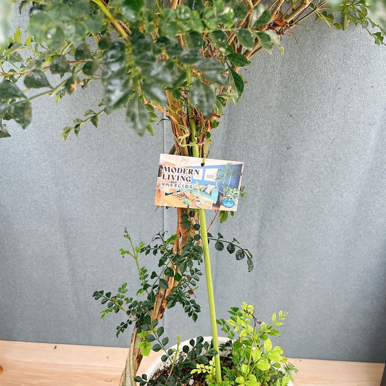 現品］2番 シマトネリコ 曲がり 8号 観葉植物 大型 屋外 ベランダ