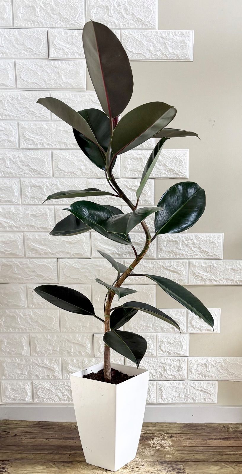 黒艶❗️フィカスバーガンディ⭐️2本立ち　観葉植物 黒艶❗️フィカスバーガンディ⭐️曲がり⭐️観葉植物 - メルカリ