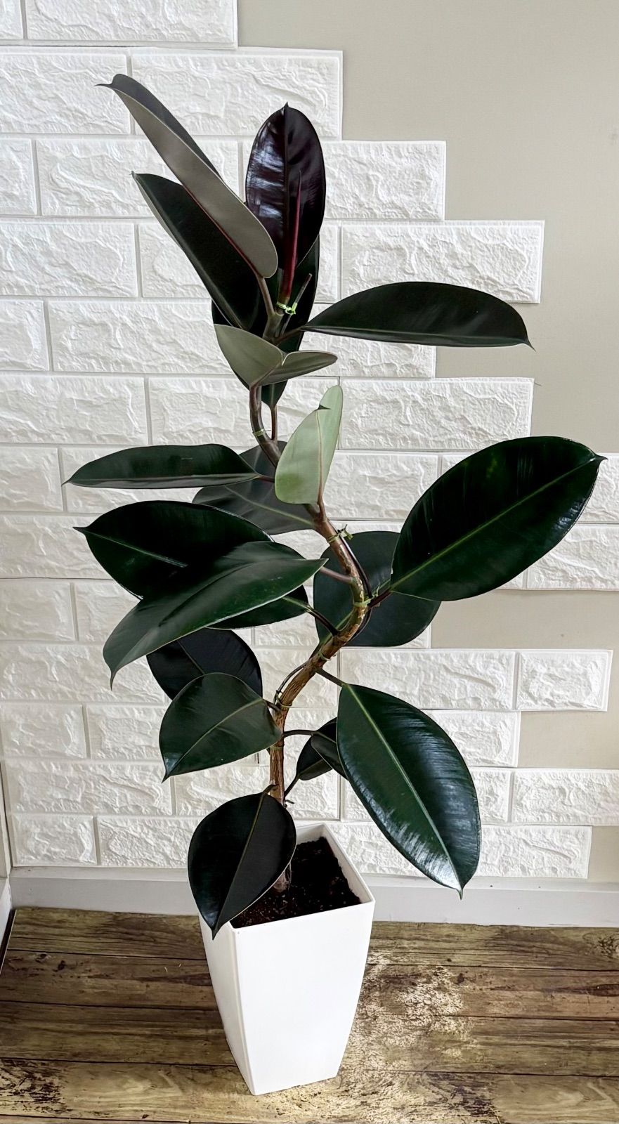 黒艶❗️フィカスバーガンディ⭐️2本立ち　観葉植物 黒艶❗️フィカスバーガンディ⭐️曲がり 観葉植物 - メルカリ