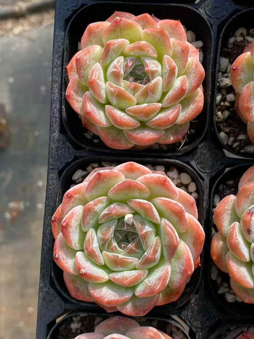 発売中 スノータワー 50株セット 抜き苗 美苗 エケベリア 多肉植物