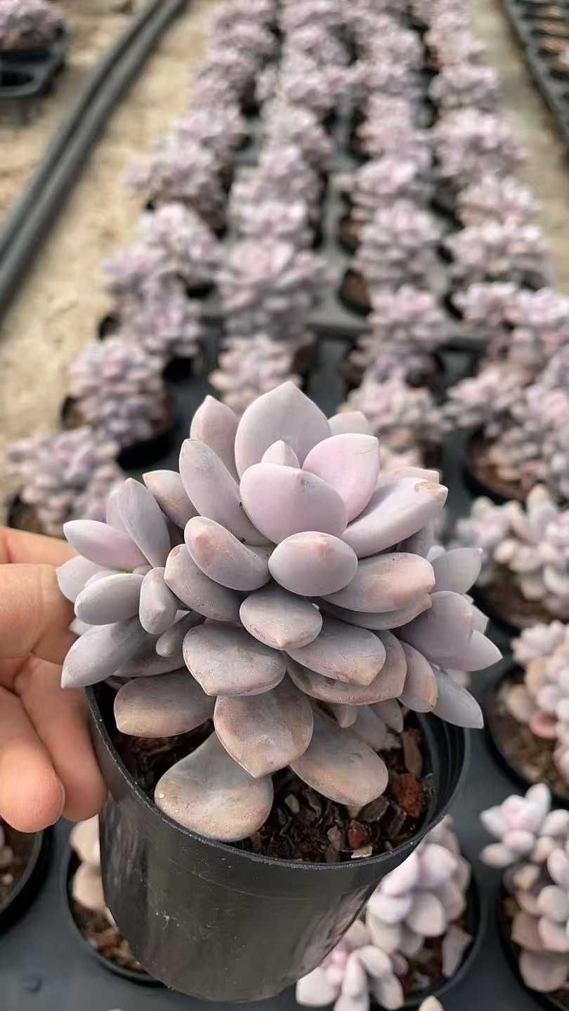 発売中 セイコンピンクトウソウ 18株セット 抜き苗 美苗 エケベリア