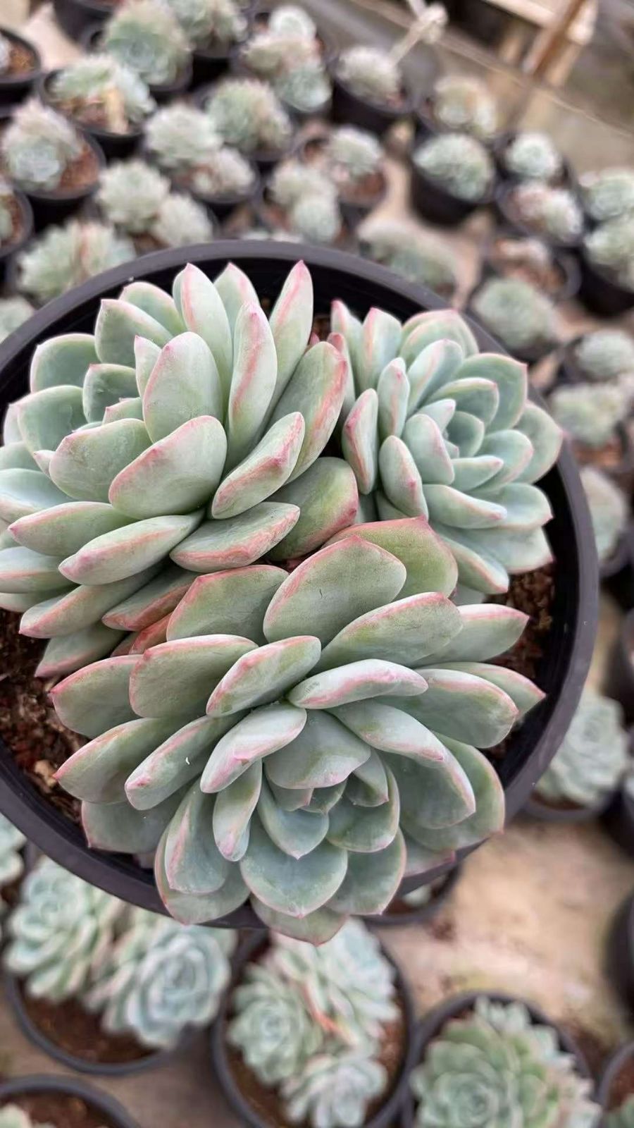 モンスター 特大株 抜き苗発送 メルカリで売れた抜き苗の梱包方法