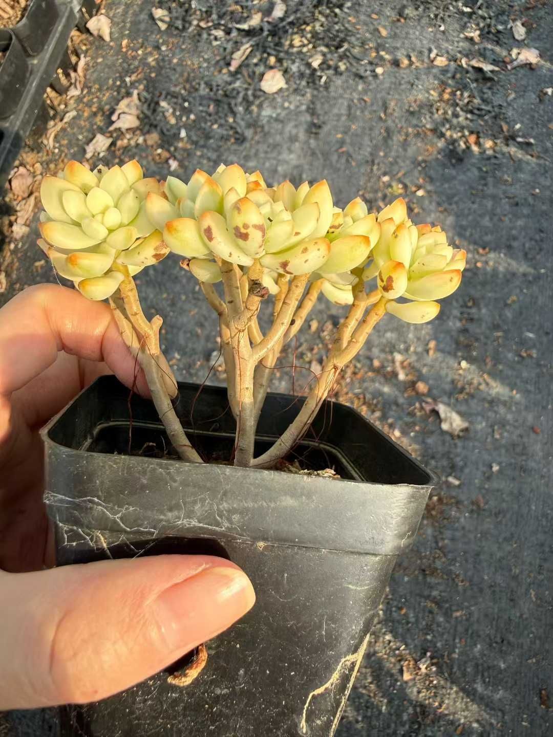 発売中 チビキャンディ 54株セット 抜き苗 美苗 エケベリア 多肉植物