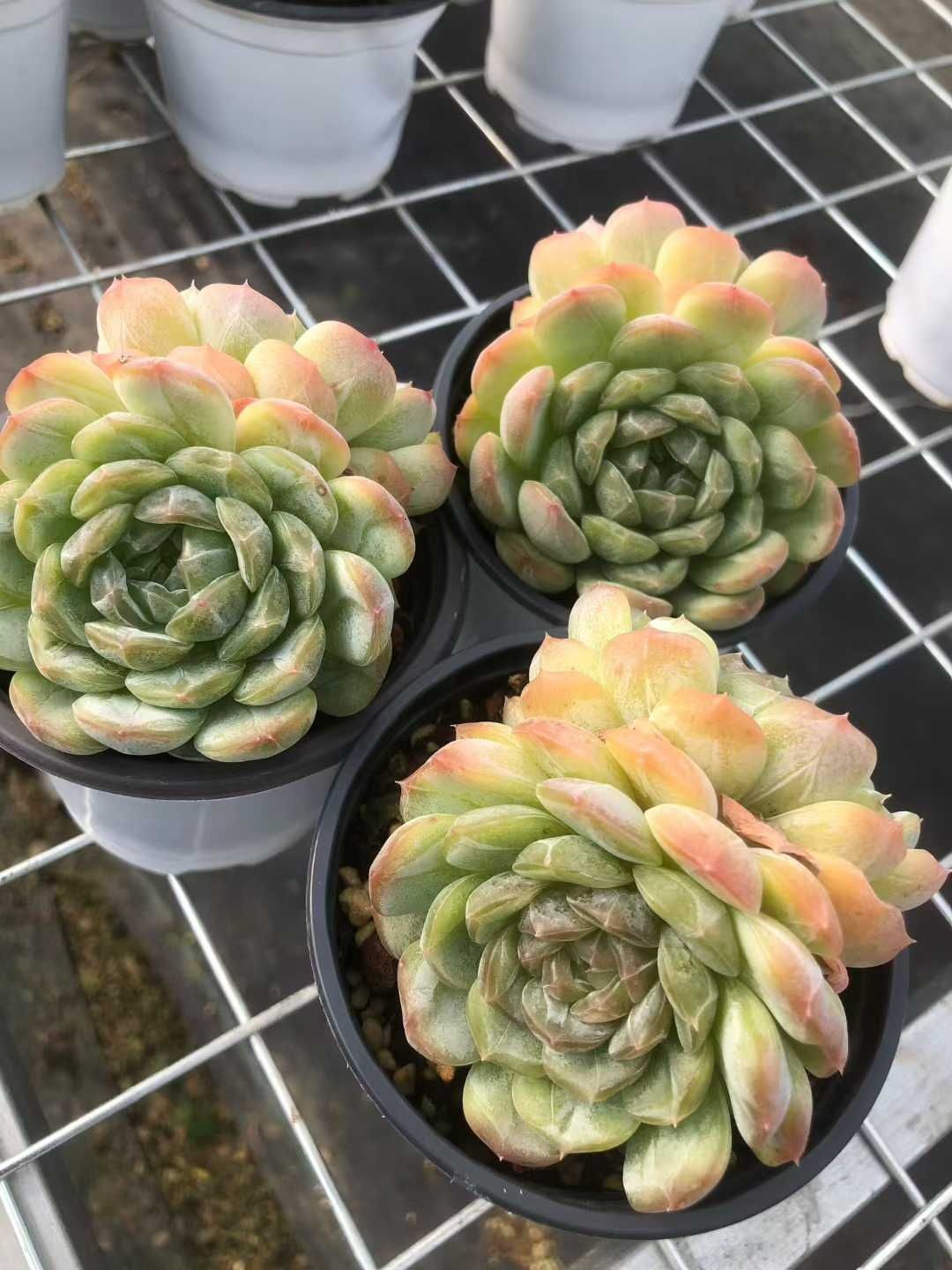 多肉植物 ジロ錦♡抜き苗 多肉植物 ジロ錦♡抜き苗