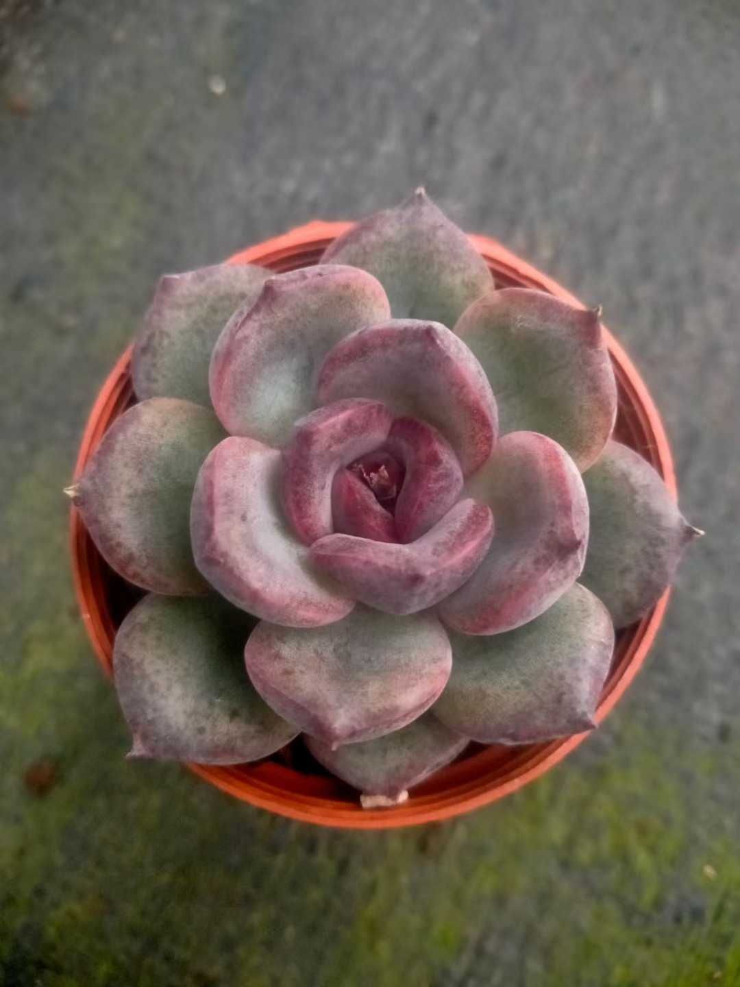 発売中 クリスタルブラックローズ 50株セット 抜き苗 美苗 エケベリア