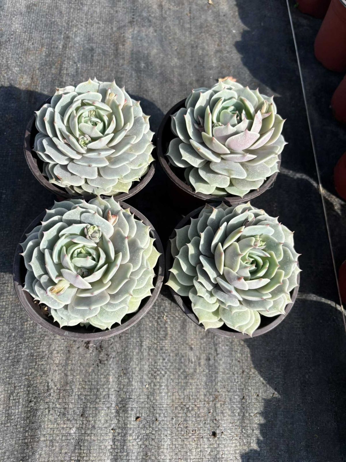 発売中 ルナレン 18株セット 抜き苗 美苗 エケベリア 多肉植物 佐川