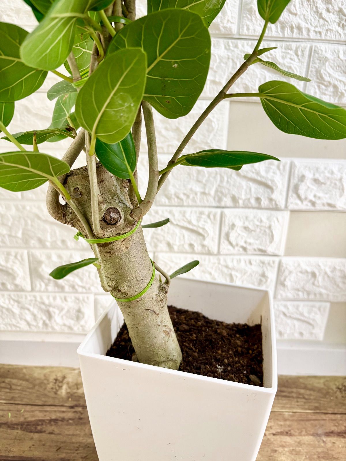 フィカスベンガレンシス⭐️編み込み 太幹曲がり 観葉植物 - メルカリ