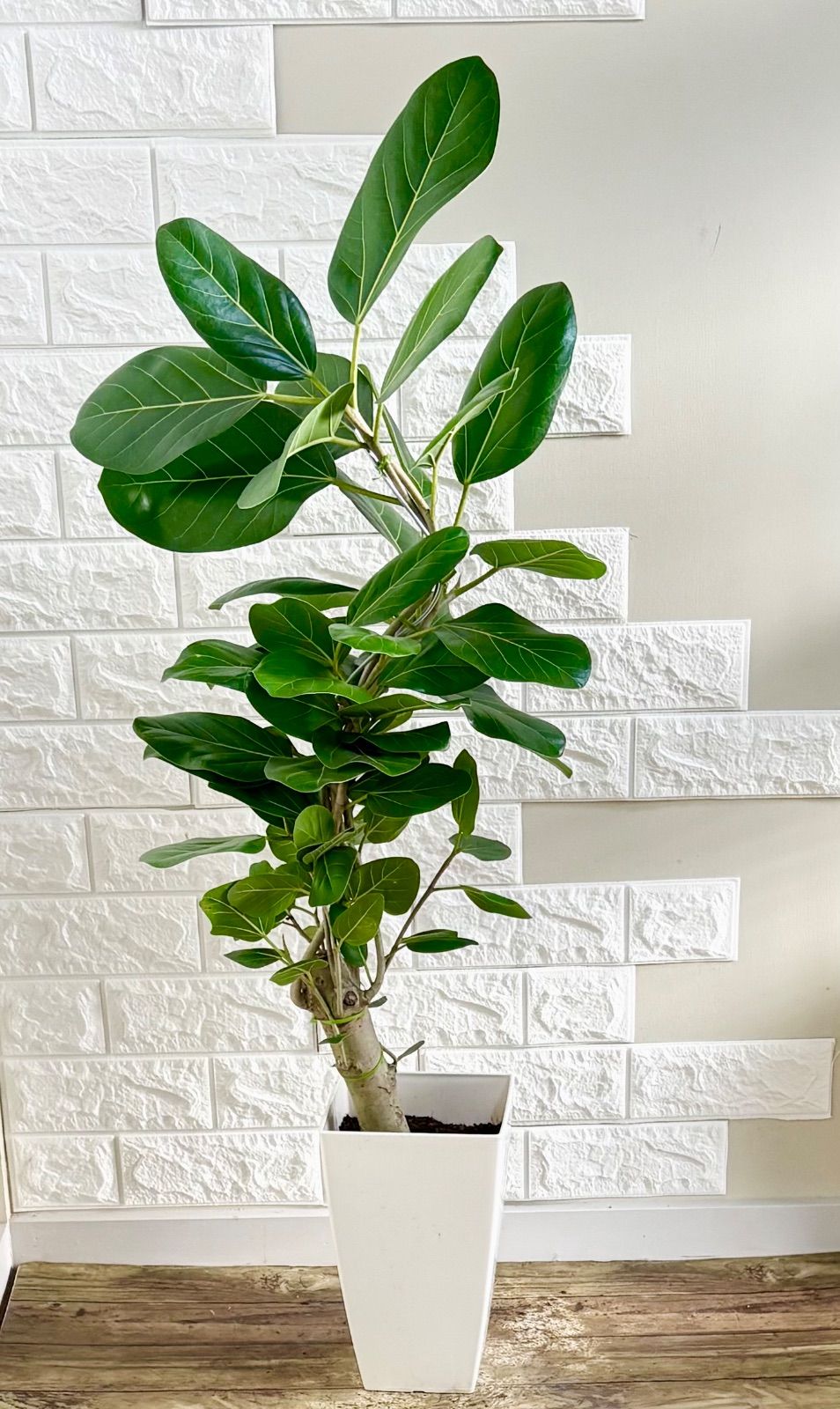 フィカスベンガレンシス⭐️編み込み 太幹曲がり 観葉植物 - メルカリ