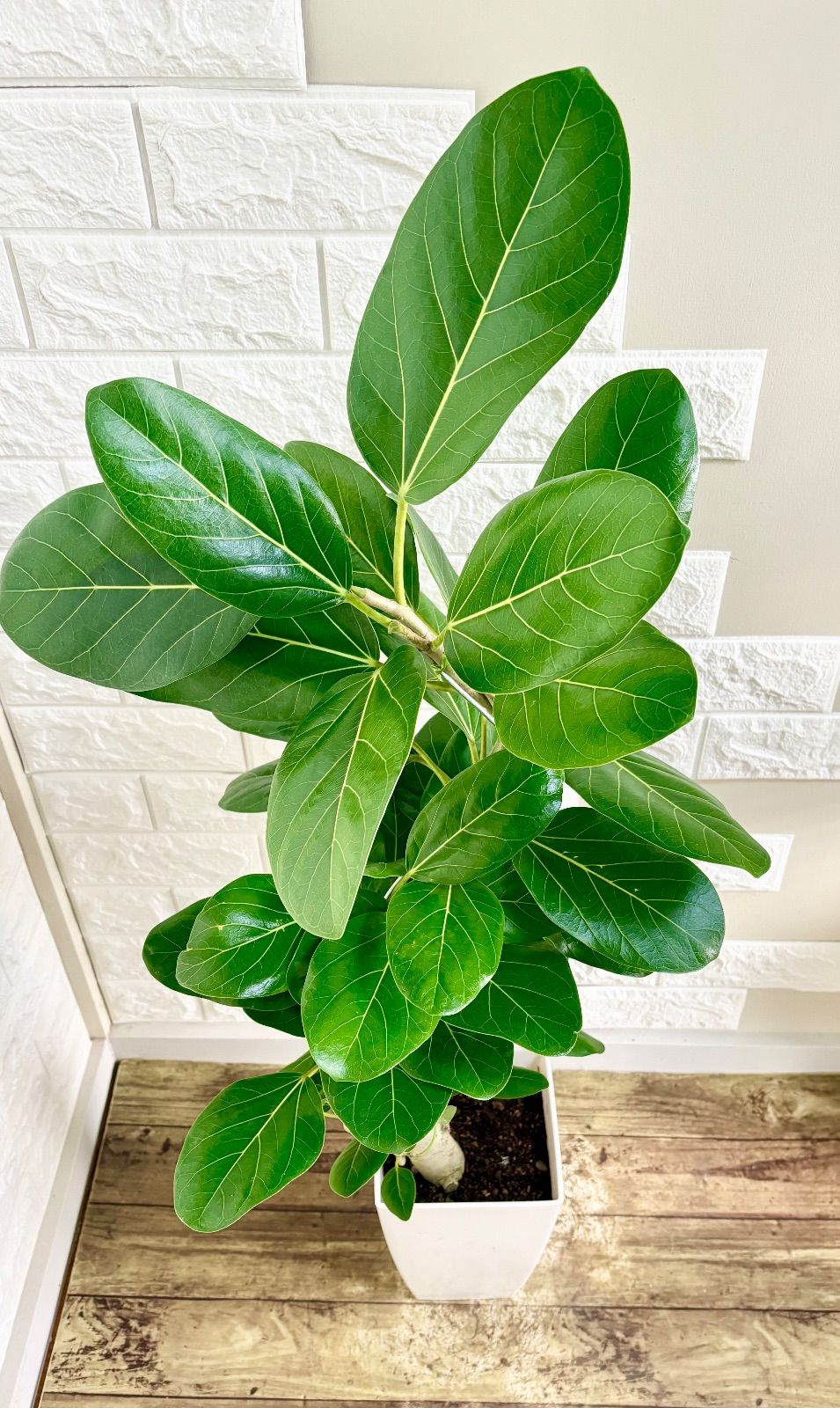 フィカスベンガレンシス⭐️編み込み 太幹曲がり 観葉植物 - メルカリ