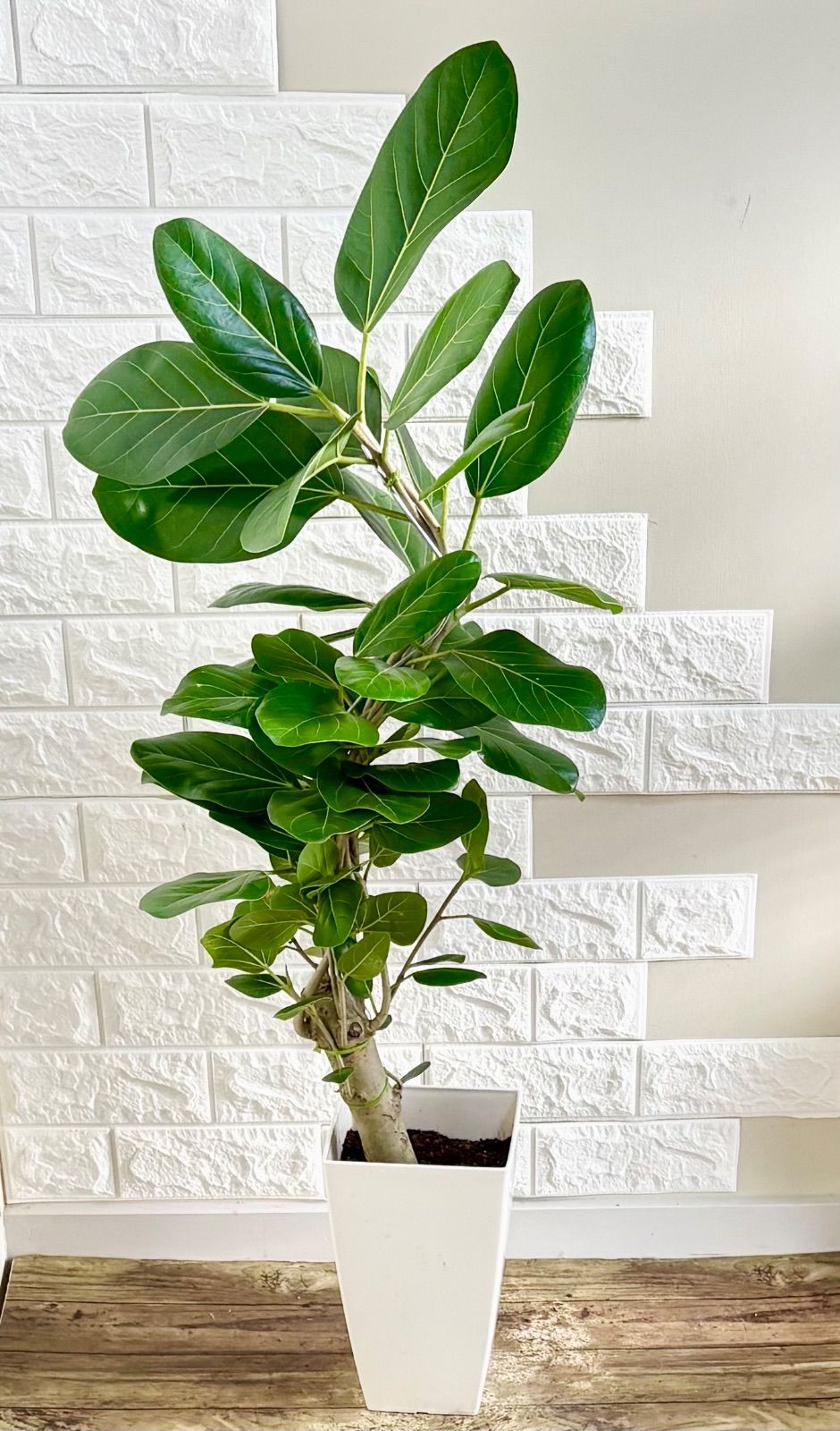 フィカスベンガレンシス♪ 152cm♪ 太幹曲がり♪ ☆ フィカス ベンガレンシス♪ 152cm♪ 太幹曲がり♪ フィカス