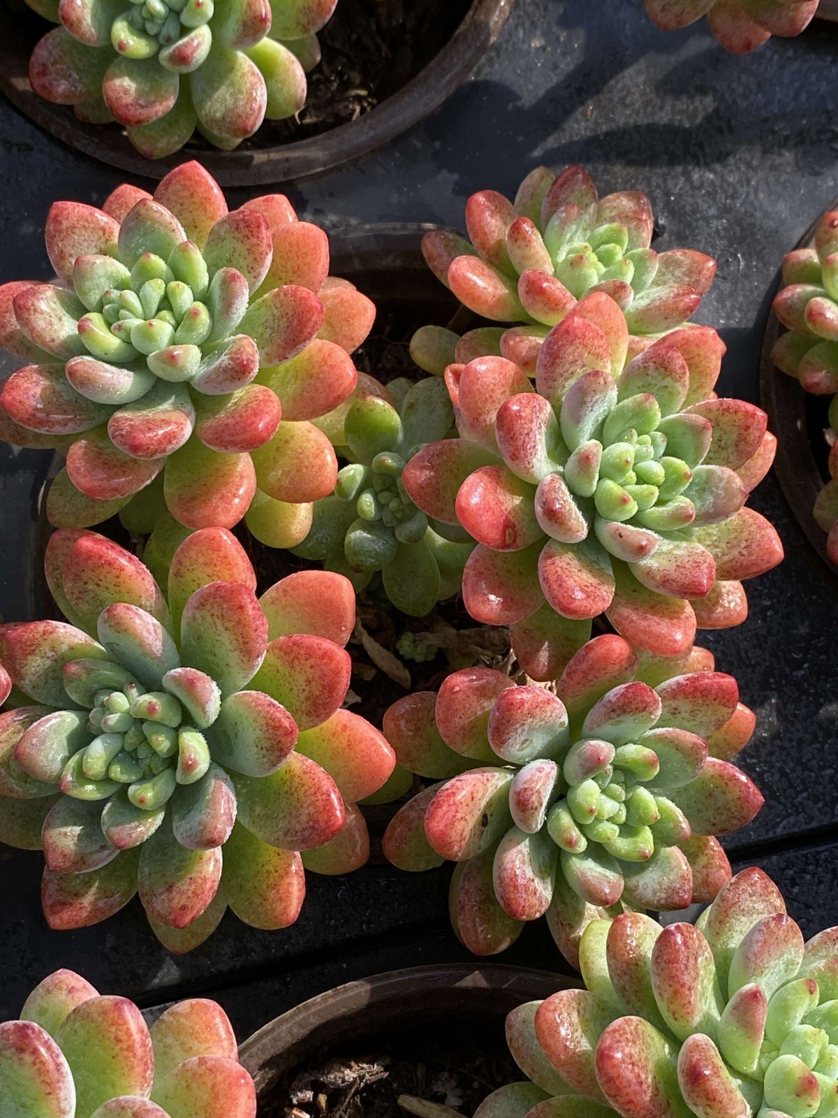 専用 お任せ エケベリア HAPPY セット 楽天市場】エケベリア セットの通販