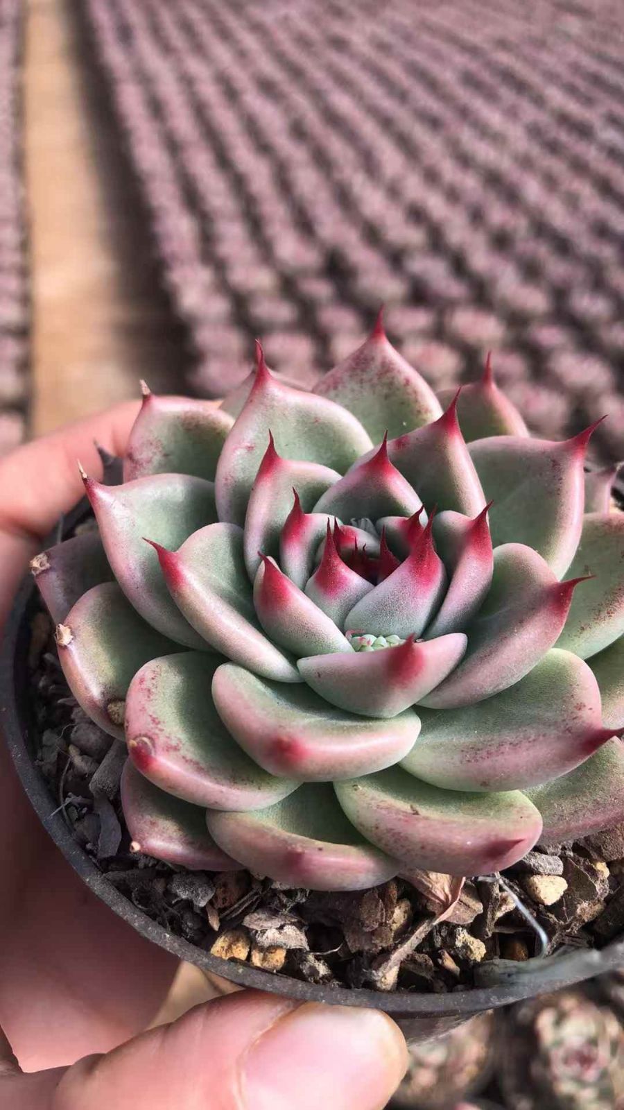 N*y様 M778　キャビア　70株　多肉植物 抜き苗 エケベリア 韓国苗 N*y様 M778 キャビア 70株 多肉植物 抜き苗 エケベリア 韓国苗 N*y様