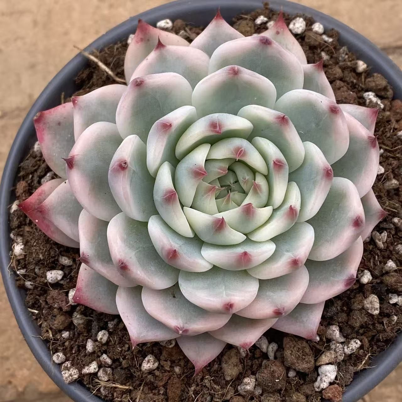 多肉植物　韓国苗　アクエリアス　大きめ　抜き苗 多肉植物 韓国苗 アクエリアス 大きめ 抜き苗