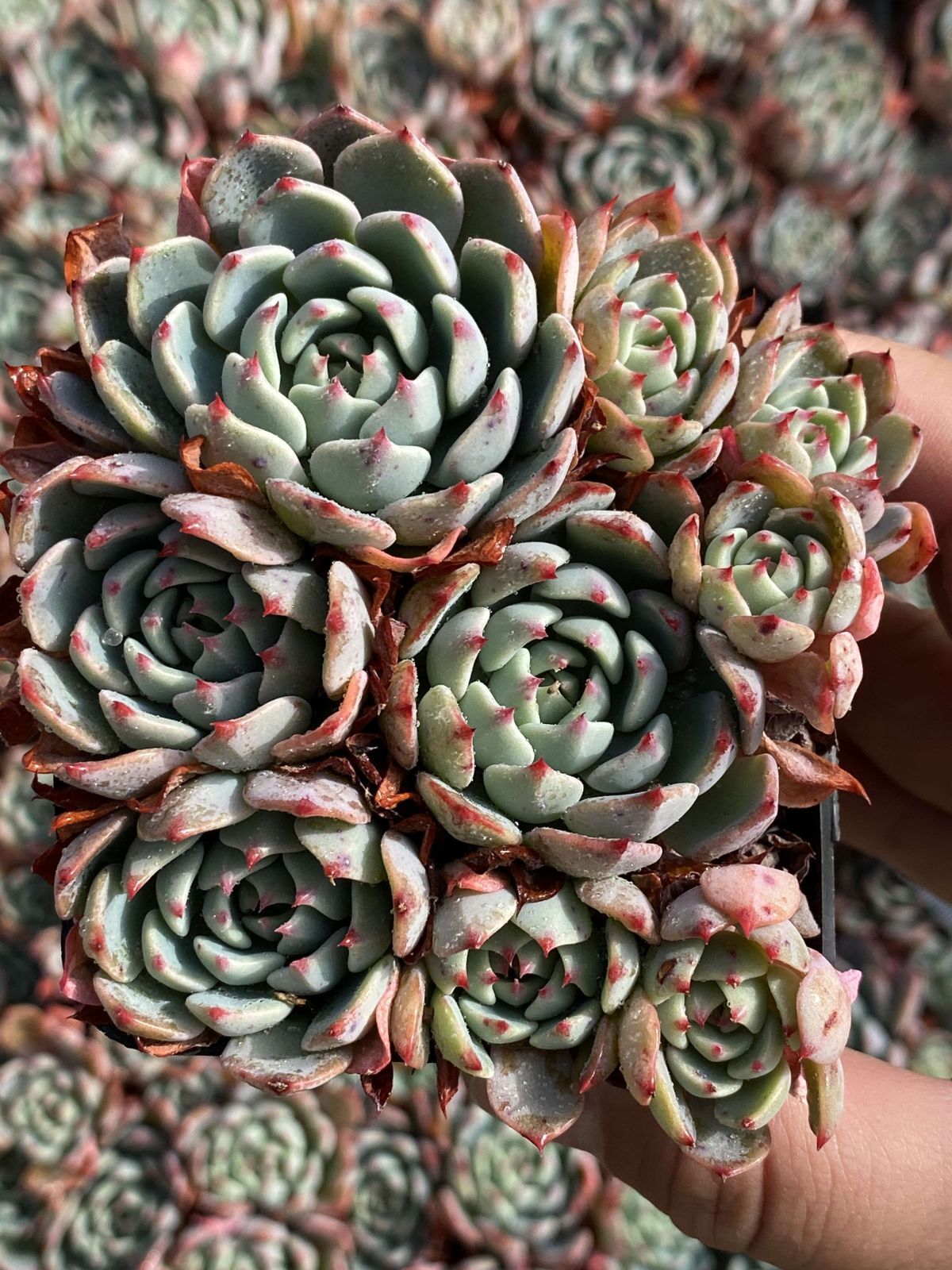 多肉植物 Z2403 ナナコウゲ 50株 抜き苗 エケベリア セダム