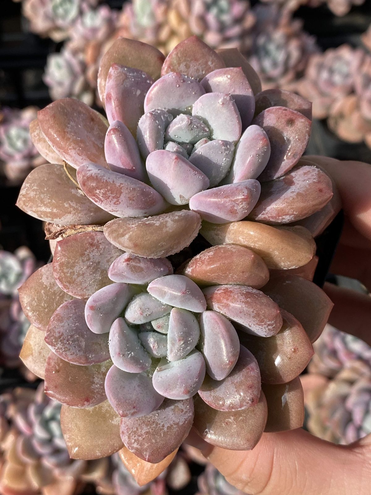 多肉植物　エケベリア 多肉植物 寄せ植えセットA | 多肉農園ハニプラ