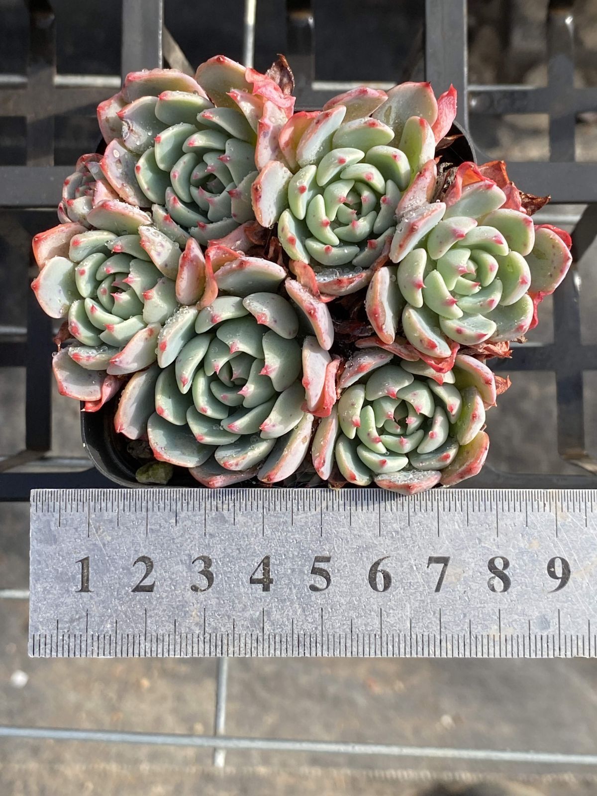 多肉植物 Z2403 ナナコウゲ 50株 抜き苗 エケベリア セダム