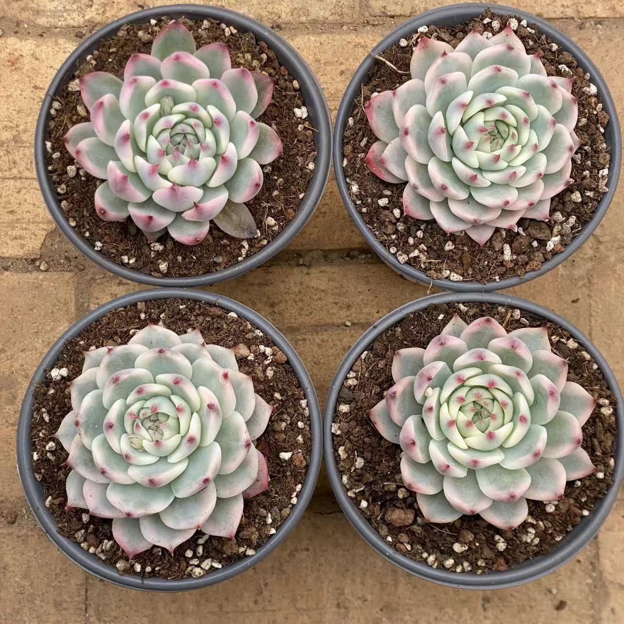 多肉植物 Z2550 チワワニシキ 8株 抜き苗 エケベリア セダム