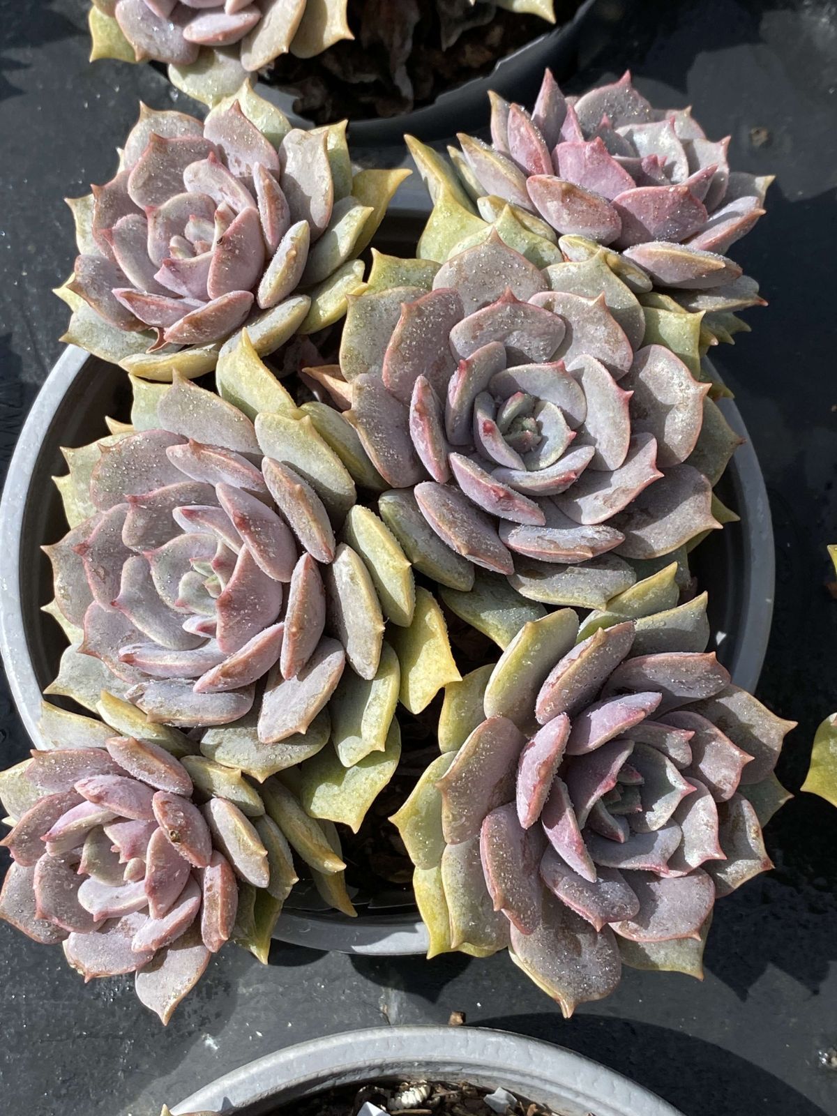 おまとめ中！39SALE！多肉植物^o^   ムラサキ おまとめ中！39SALE！多肉植物^o^ ムラサキ おまとめ中！39SALE！多肉