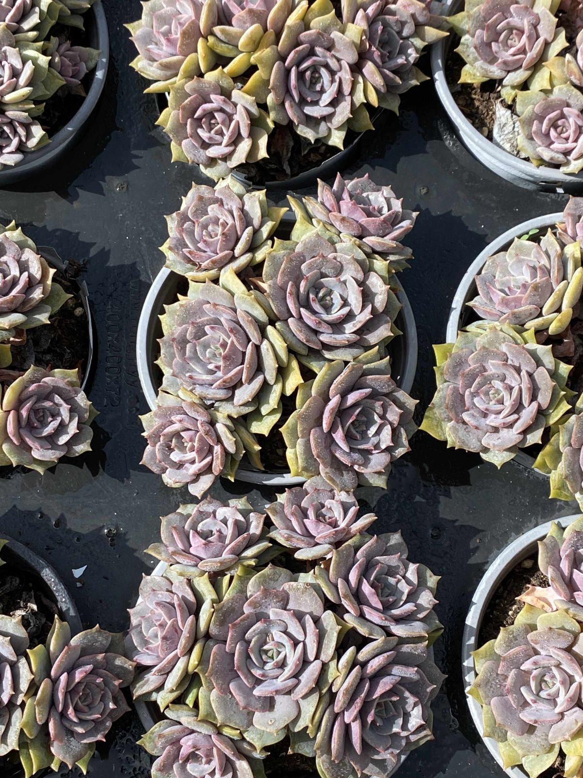 多肉植物 Z2408 ムラサキヒメ 12株 抜き苗 エケベリア セダム