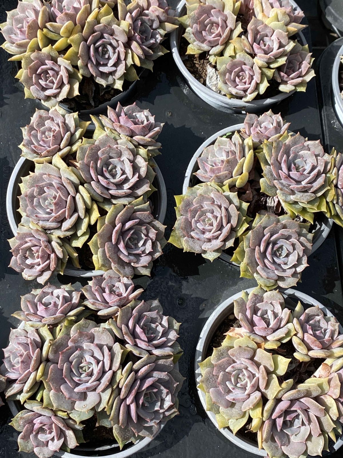 おまとめ中！39SALE！多肉植物^o^   ムラサキ おまとめ中！39SALE！多肉植物^o^ ムラサキ おまとめ中！39SALE！多肉