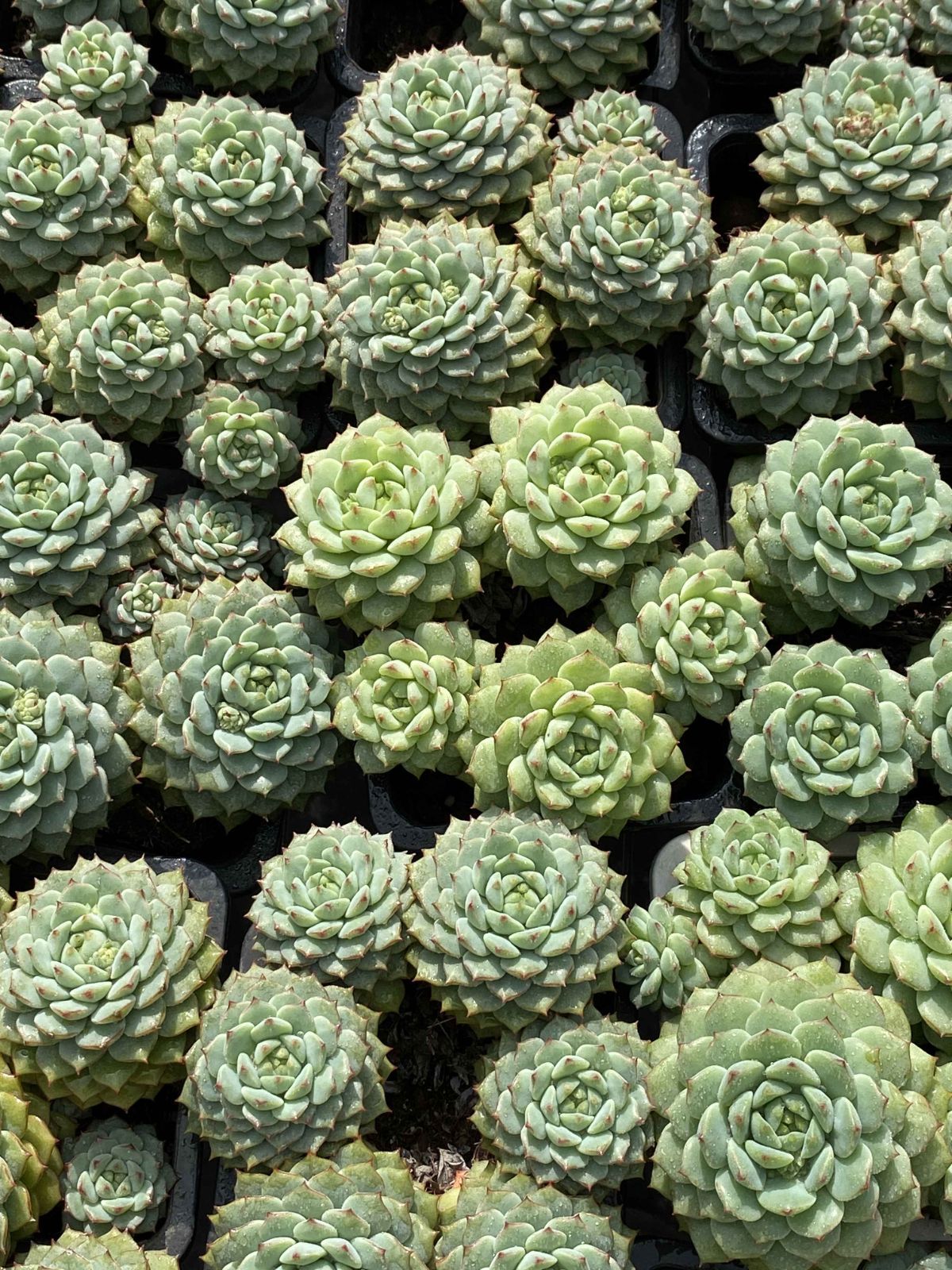 多肉植物 多肉植物 Z2414 パンダ 18株 抜き苗 エケベリア セダム アエオニウム