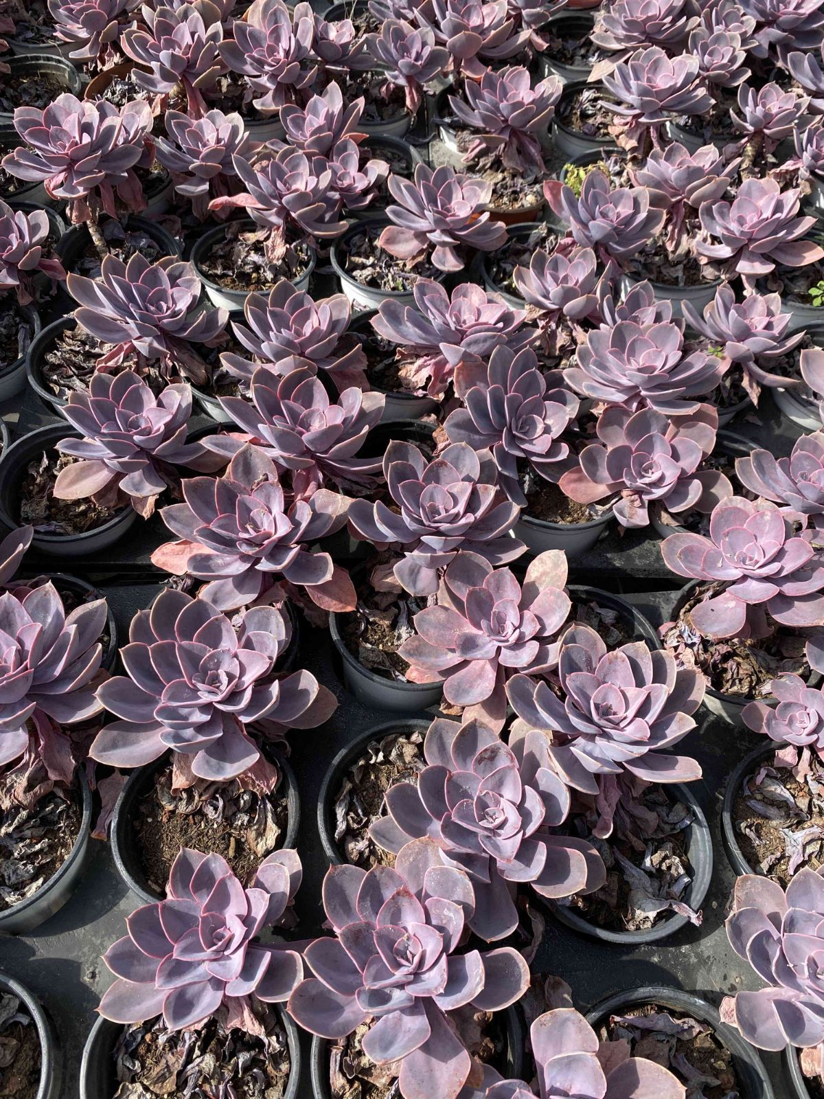 多肉植物 Z2416 シランゲ 18株 抜き苗 エケベリア セダム アエオニウム