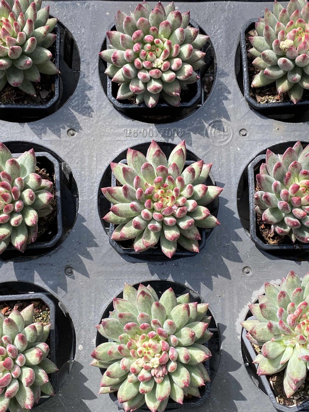 多肉植物 Z2424 ガンジ 18株 抜き苗 エケベリア セダム アエオニウム