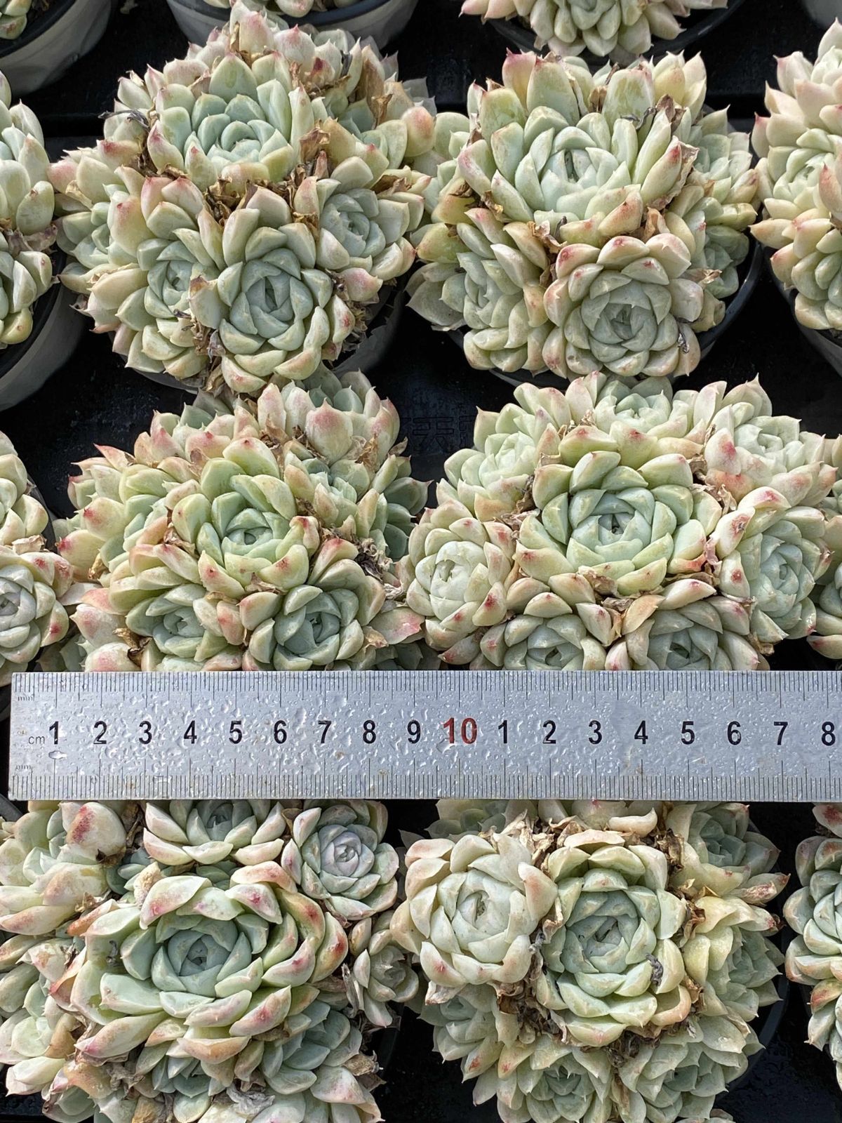 多肉植物 Z2421 ハクゲツエイ 18株 抜き苗 エケベリア セダム