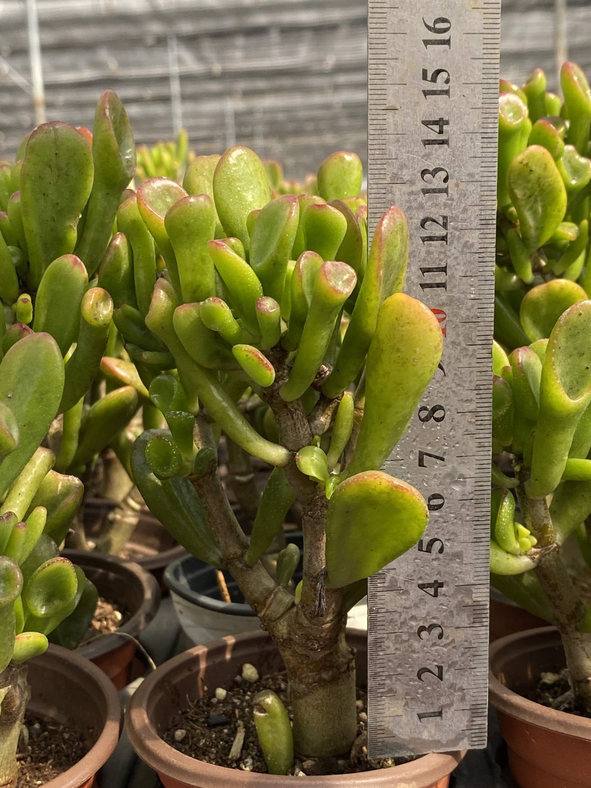 多肉植物 Z2429 ハッピーツリー 50株 抜き苗 エケベリア セダム