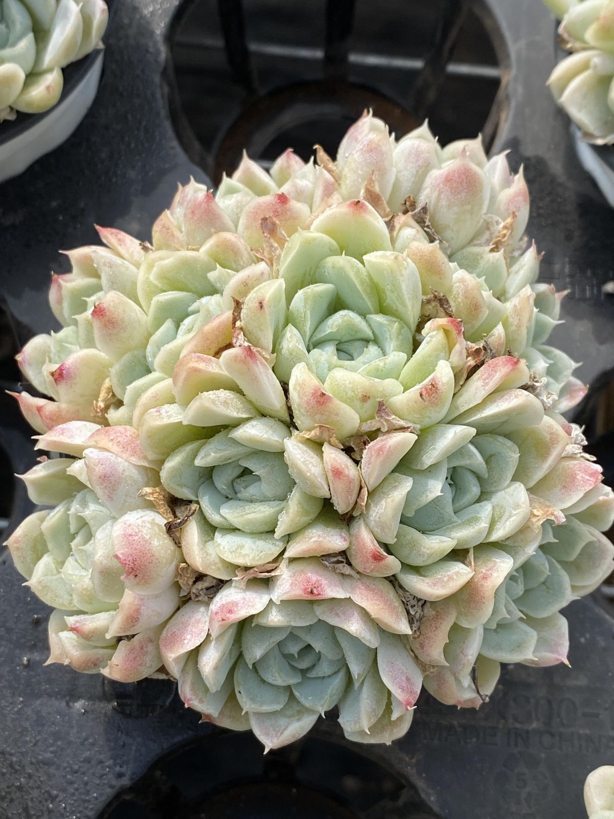 多肉植物 Z2421 ハクゲツエイ 18株 抜き苗 エケベリア セダム