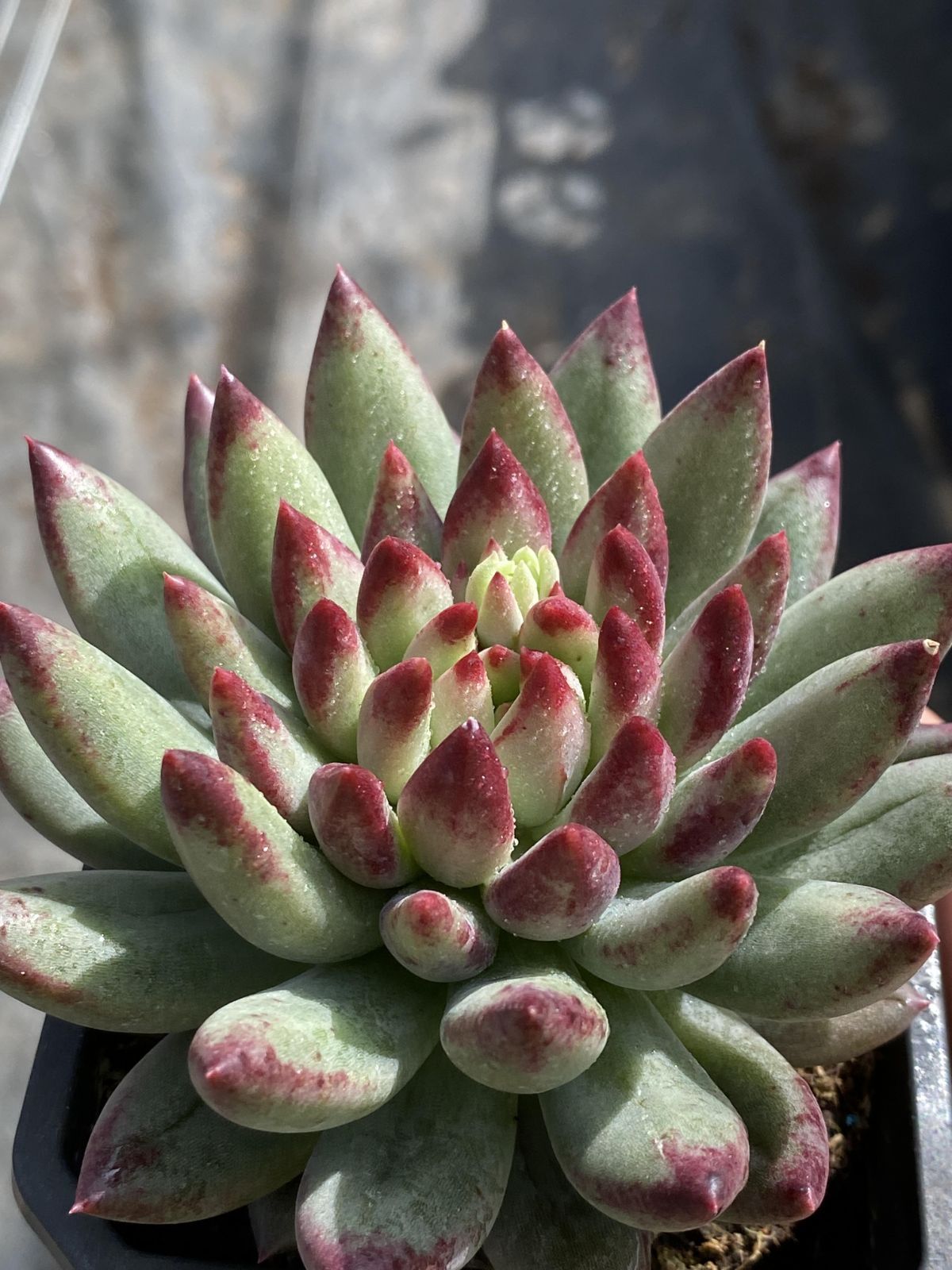 多肉植物 Z2424 ガンジ 18株 抜き苗 エケベリア セダム アエオニウム