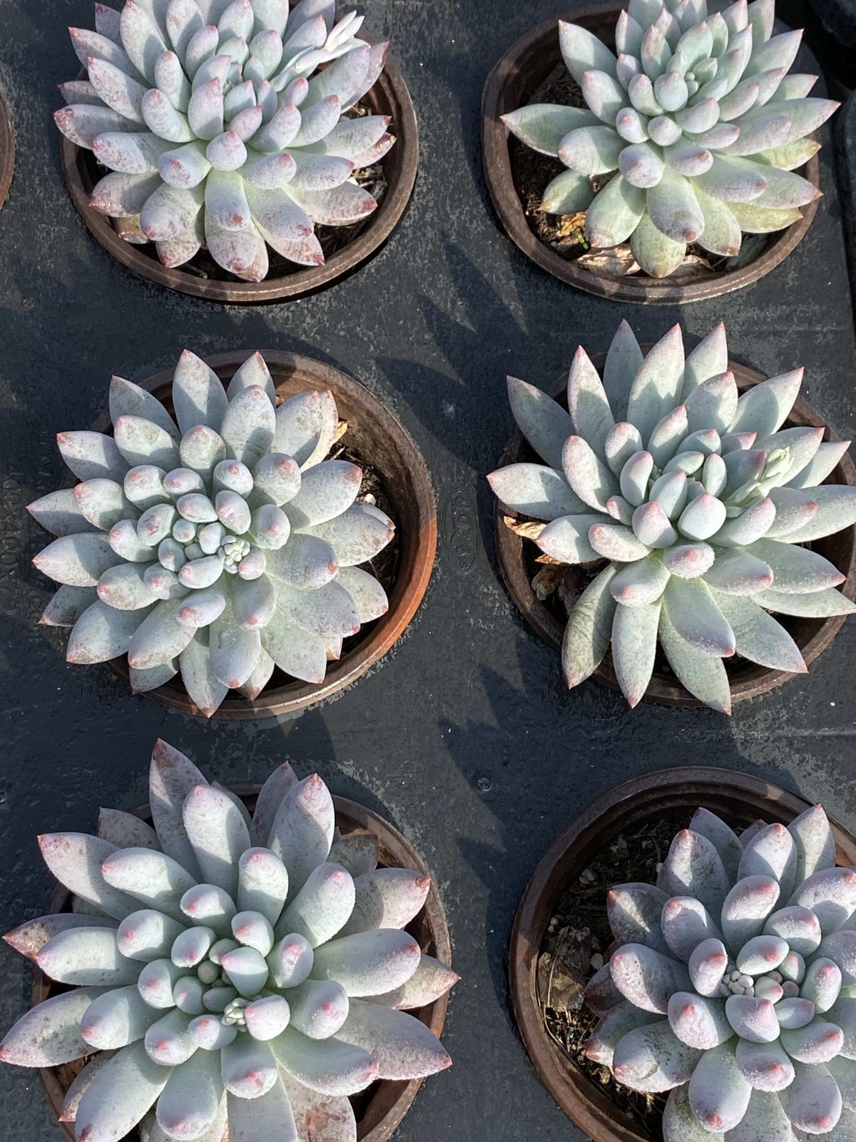 多肉植物 Z2444 ソロモン 18株 抜き苗 エケベリア セダム アエオニウム