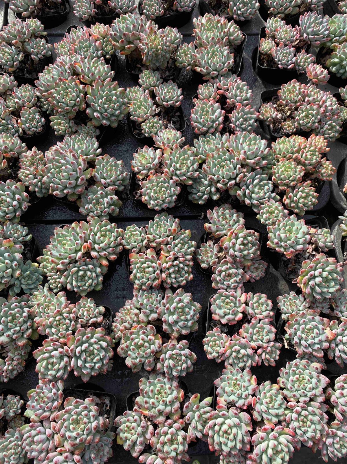 多肉植物 Z2462 ブルーアップル 50株 抜き苗 エケベリア セダム