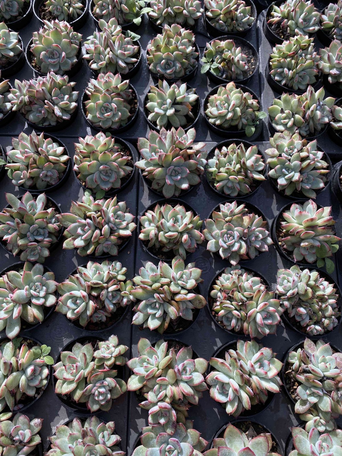 多肉植物 Z2446 ピンクブルーバード 18株 抜き苗 エケベリア セダム