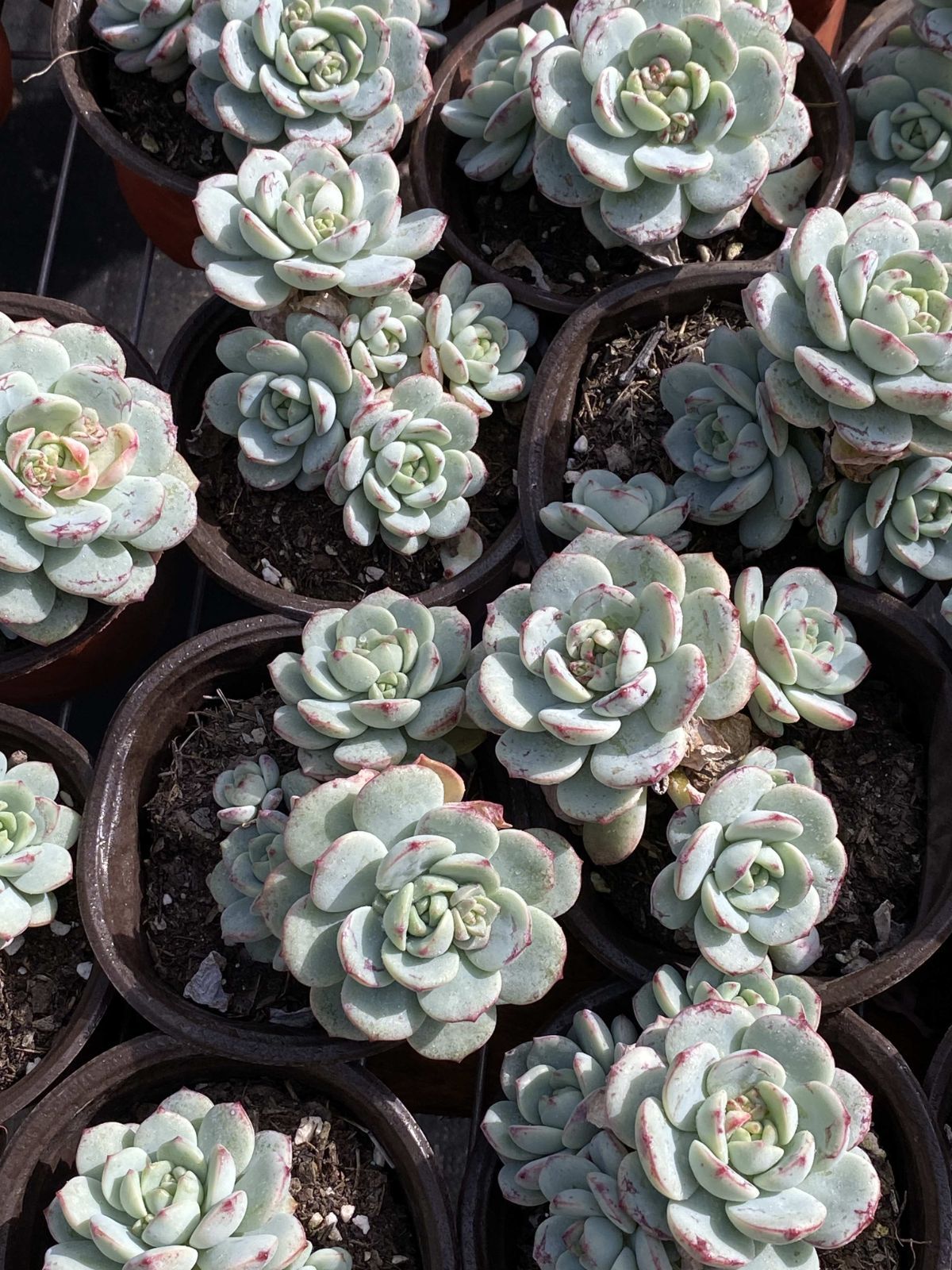 Top【選抜株】多肉植物21824 アエオニウム　スカイチーム24個鉢無し/脱土 Top【選抜株】多肉植物21824 アエオニウム スカイチーム24個鉢無し/脱土