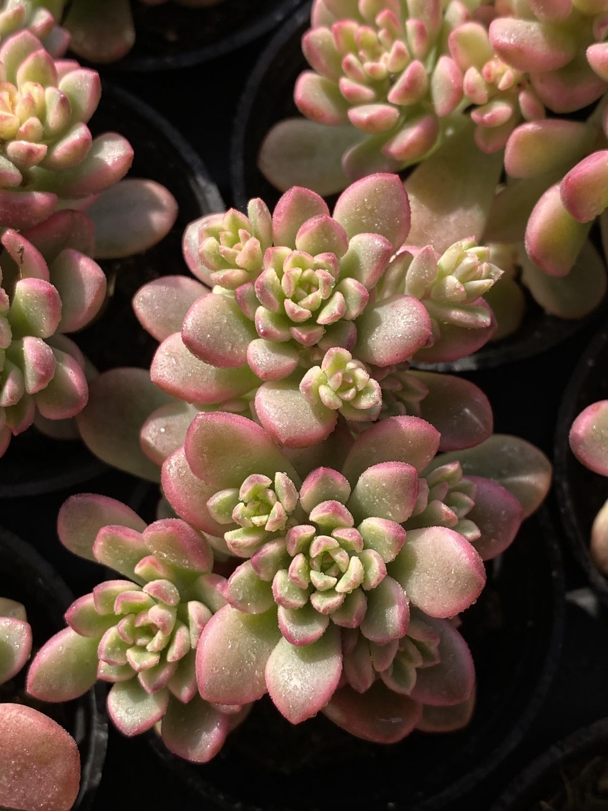 多肉植物 Z2492 タロックニシキ 54株 抜き苗 エケベリア セダム