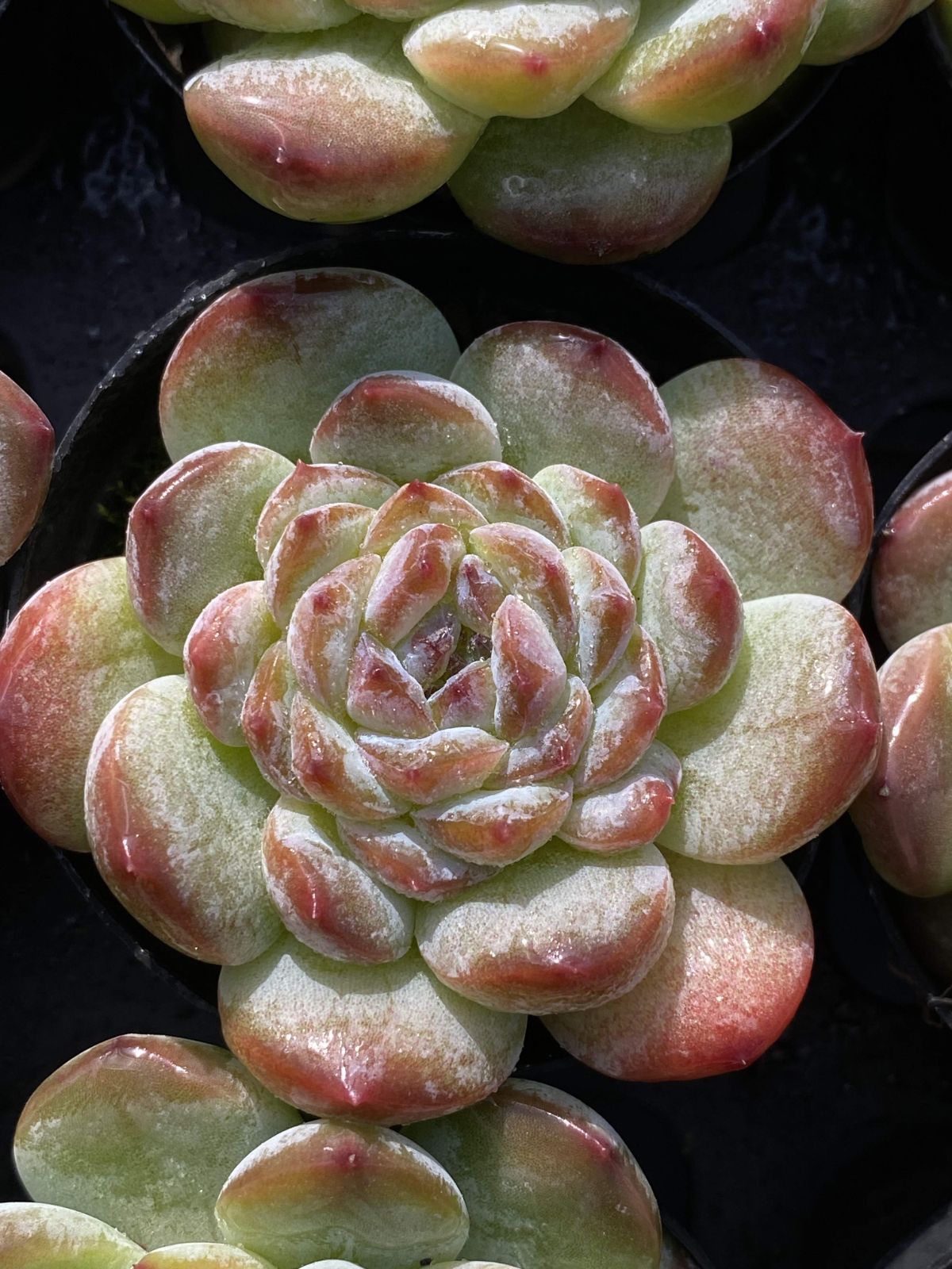 多肉植物 Z2457 トウシンヒョウハク 50株 抜き苗 エケベリア セダム