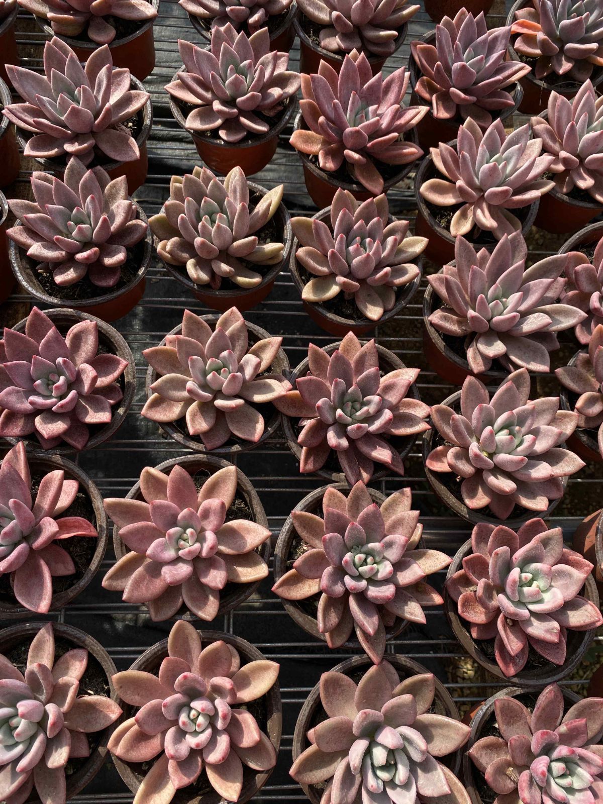 多肉植物 Z2469 トウカゲン 18株 抜き苗 エケベリア セダム