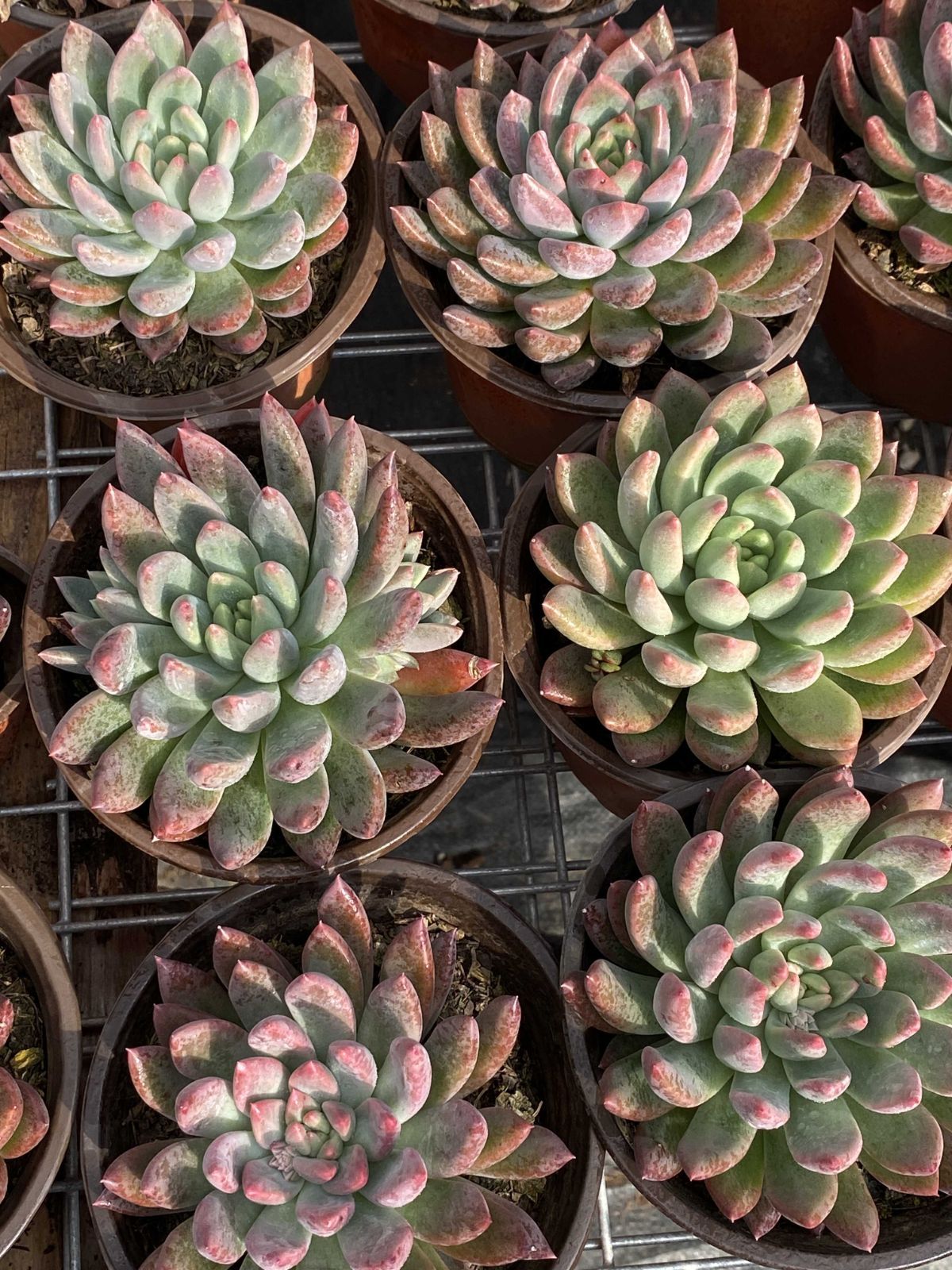 New✨多肉植物　セレンディ　韓国苗 多肉植物 Z2466 ヒョウシンプリンセス 24株 抜き苗 エケベリア セダム