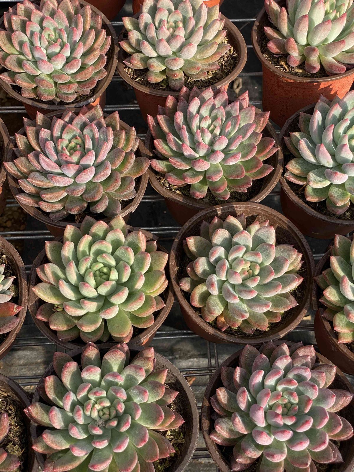 多肉植物 Z2466 ヒョウシンプリンセス 24株 抜き苗 エケベリア セダム