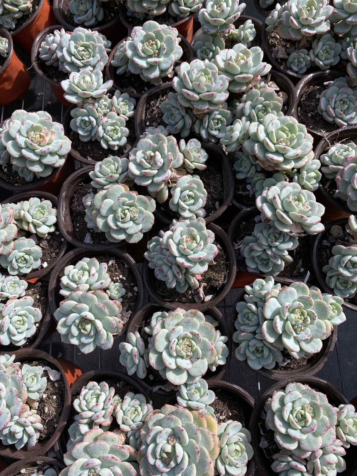 多肉植物 Z2448 バニラ 18株 抜き苗 エケベリア セダム アエオニウム